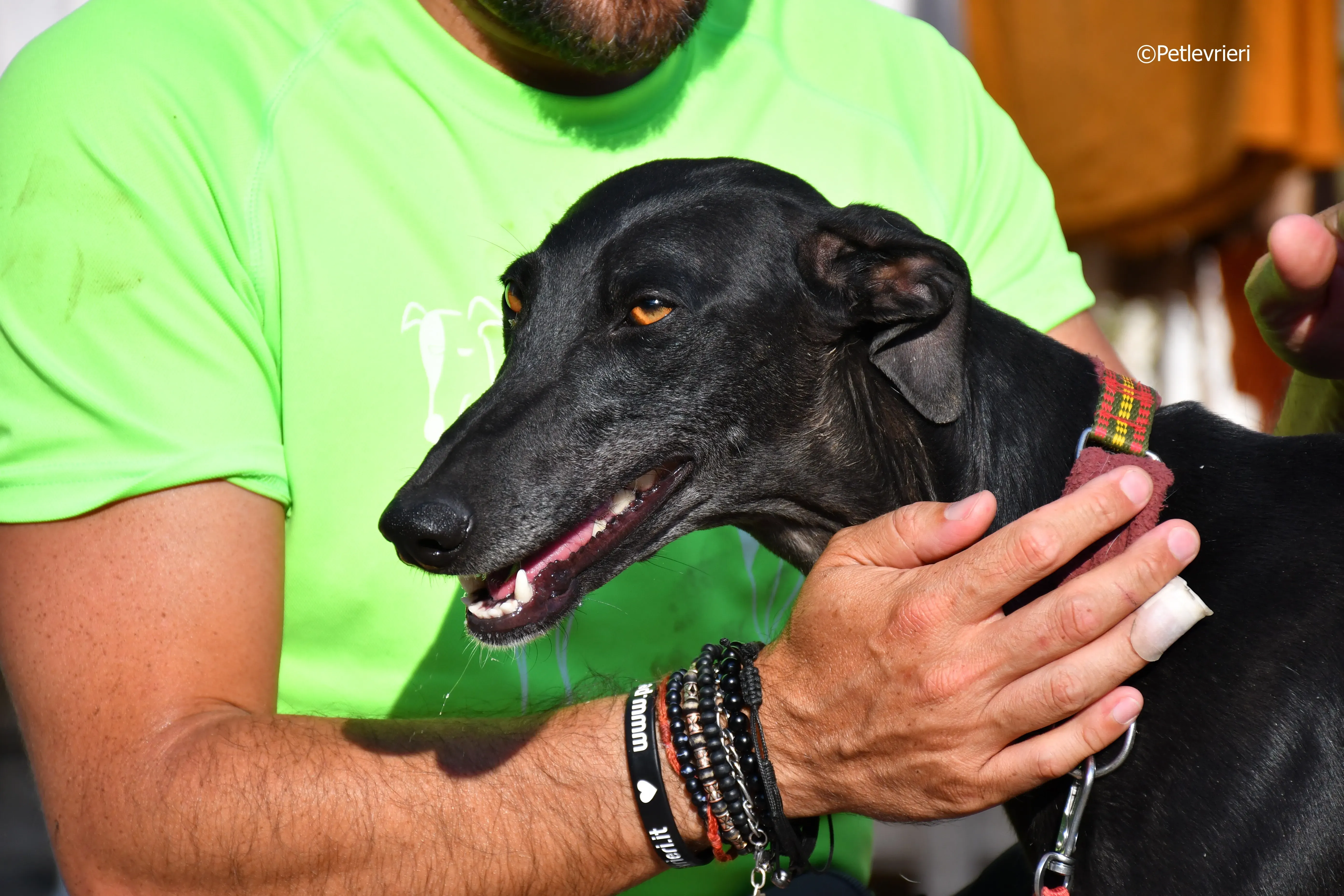 no name Cobie adozione levrieri galgo 3