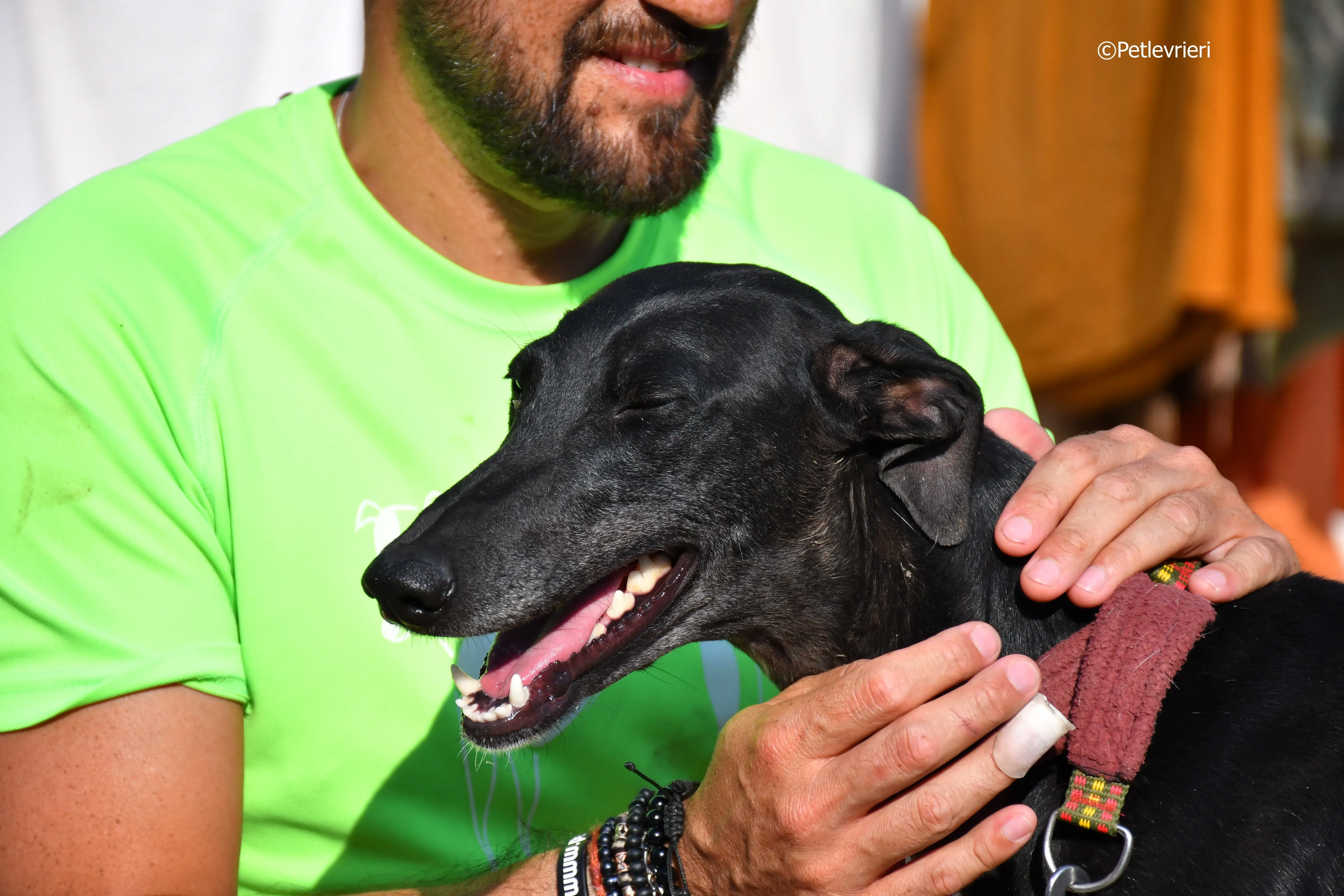 no name Cobie adozione levrieri galgo 4