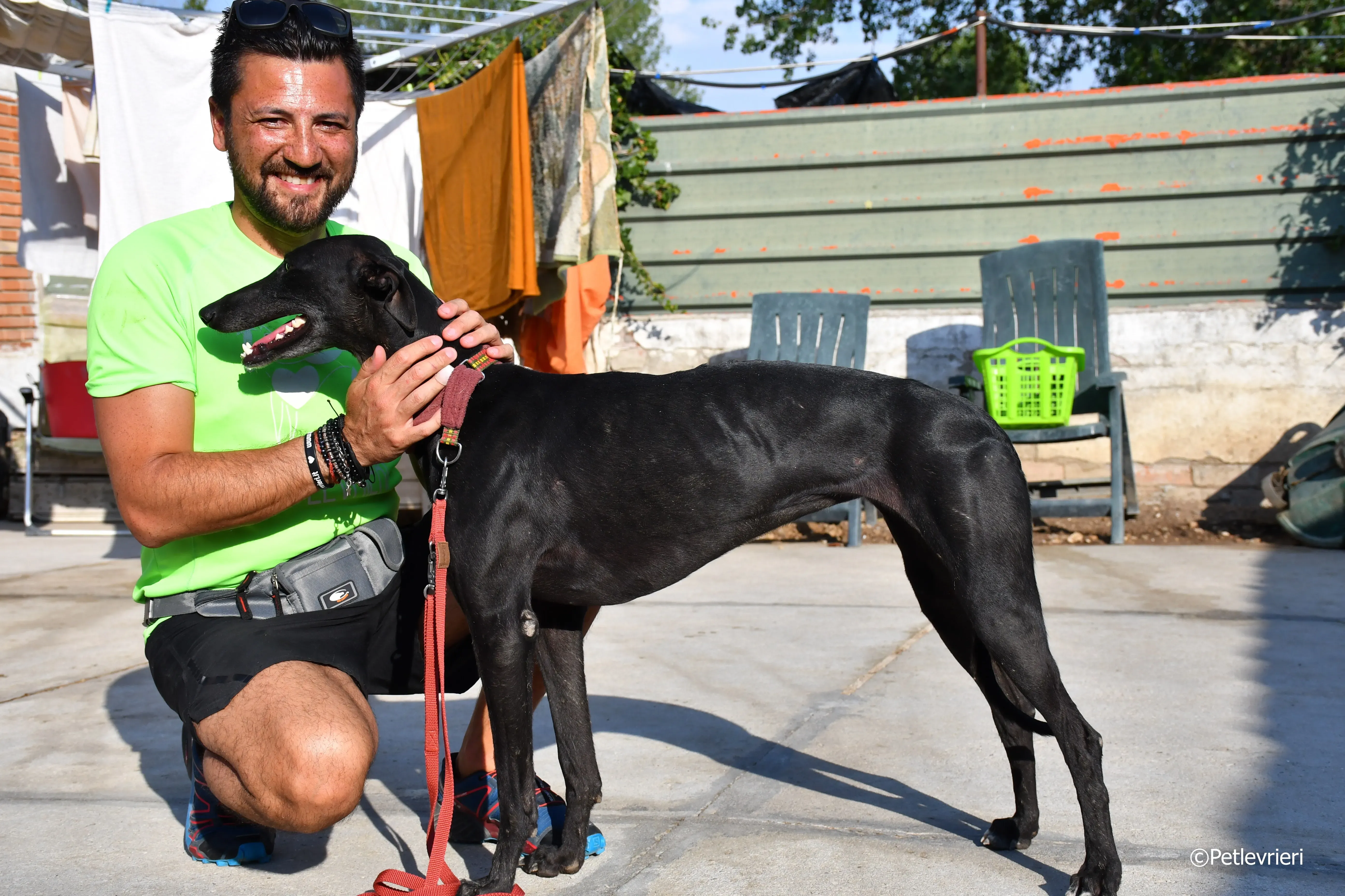 no name Cobie adozione levrieri galgo 5