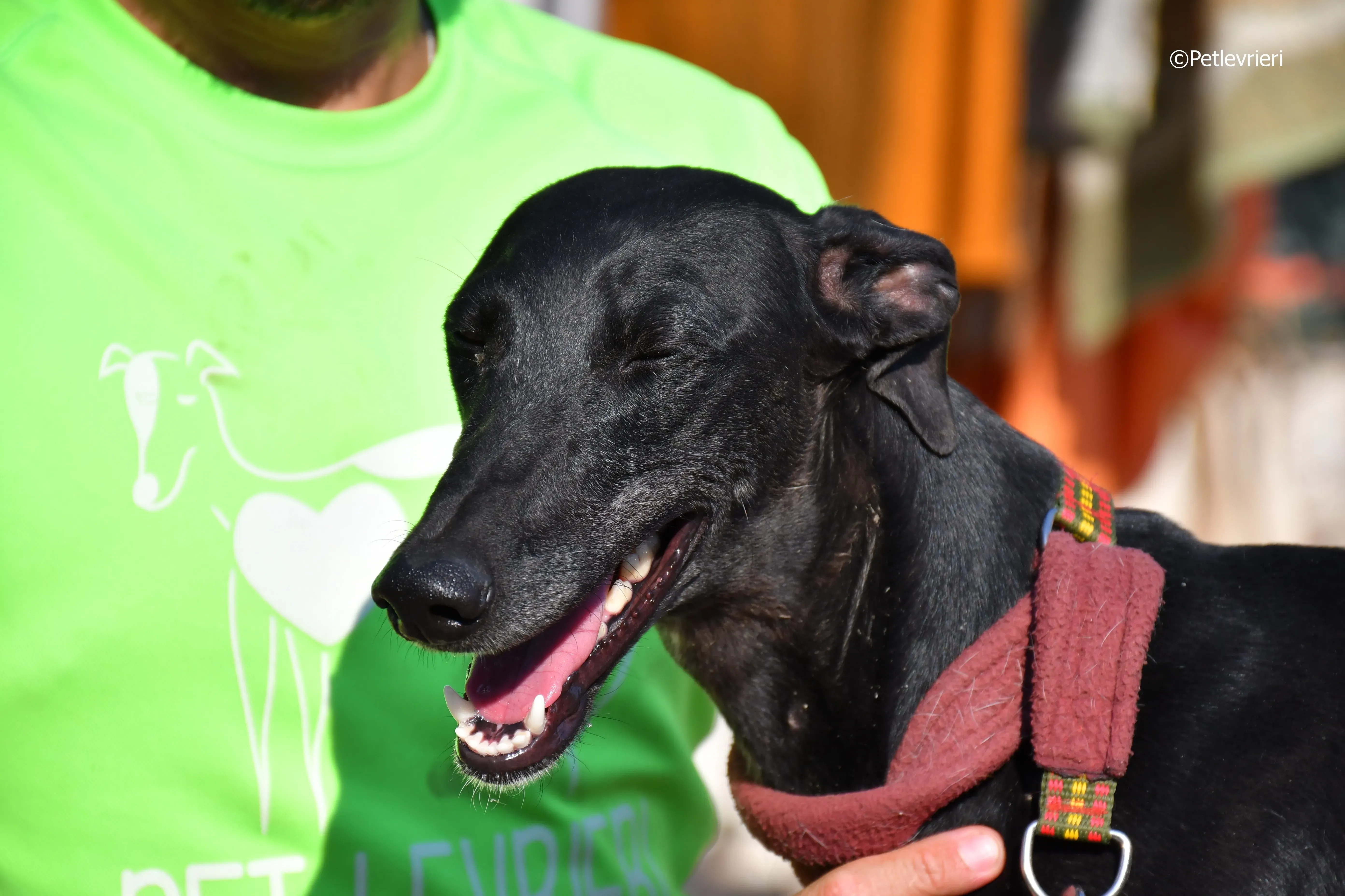 no name Cobie adozione levrieri galgo 7