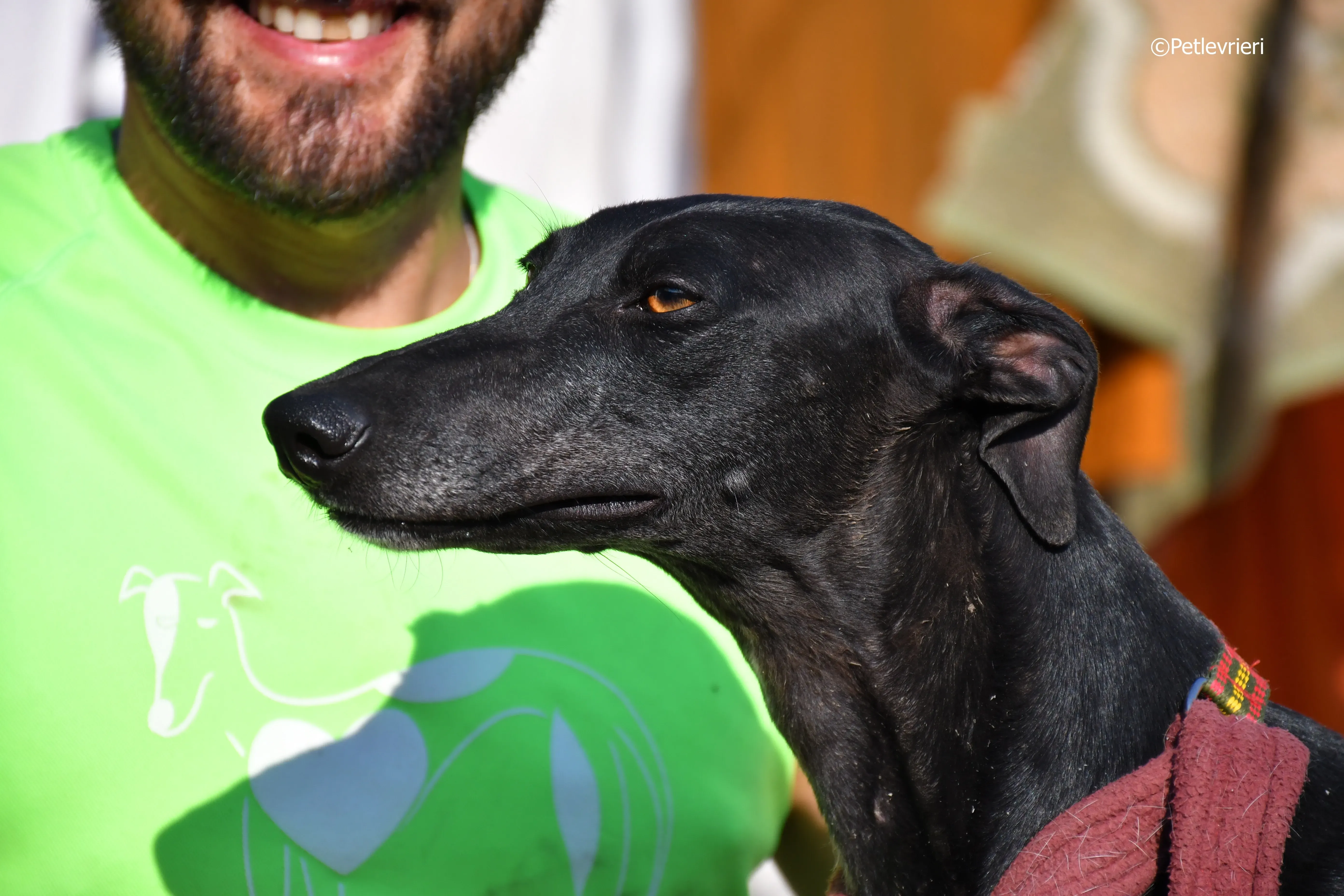 no name Cobie adozione levrieri galgo 8