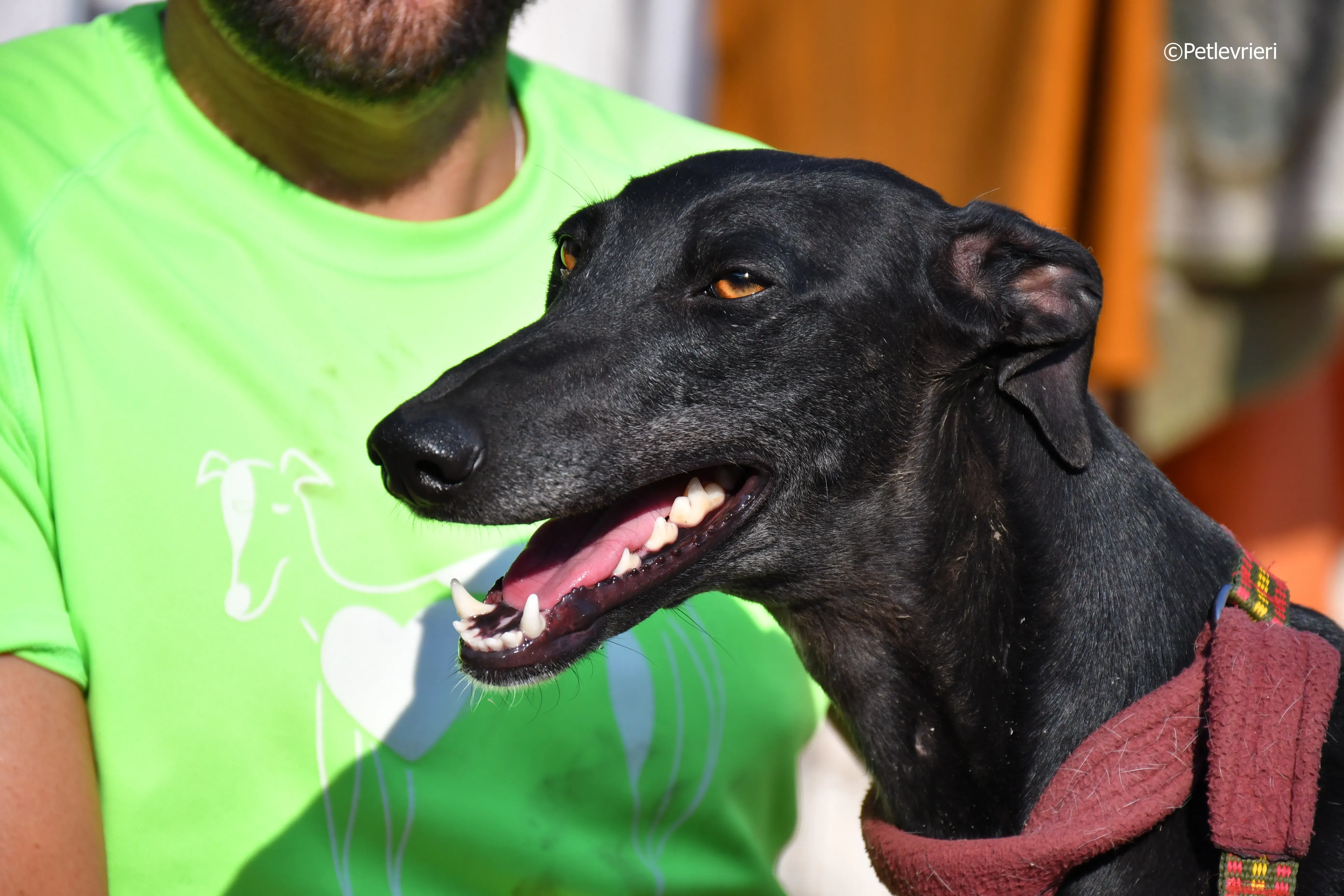 no name Cobie adozione levrieri galgo 9