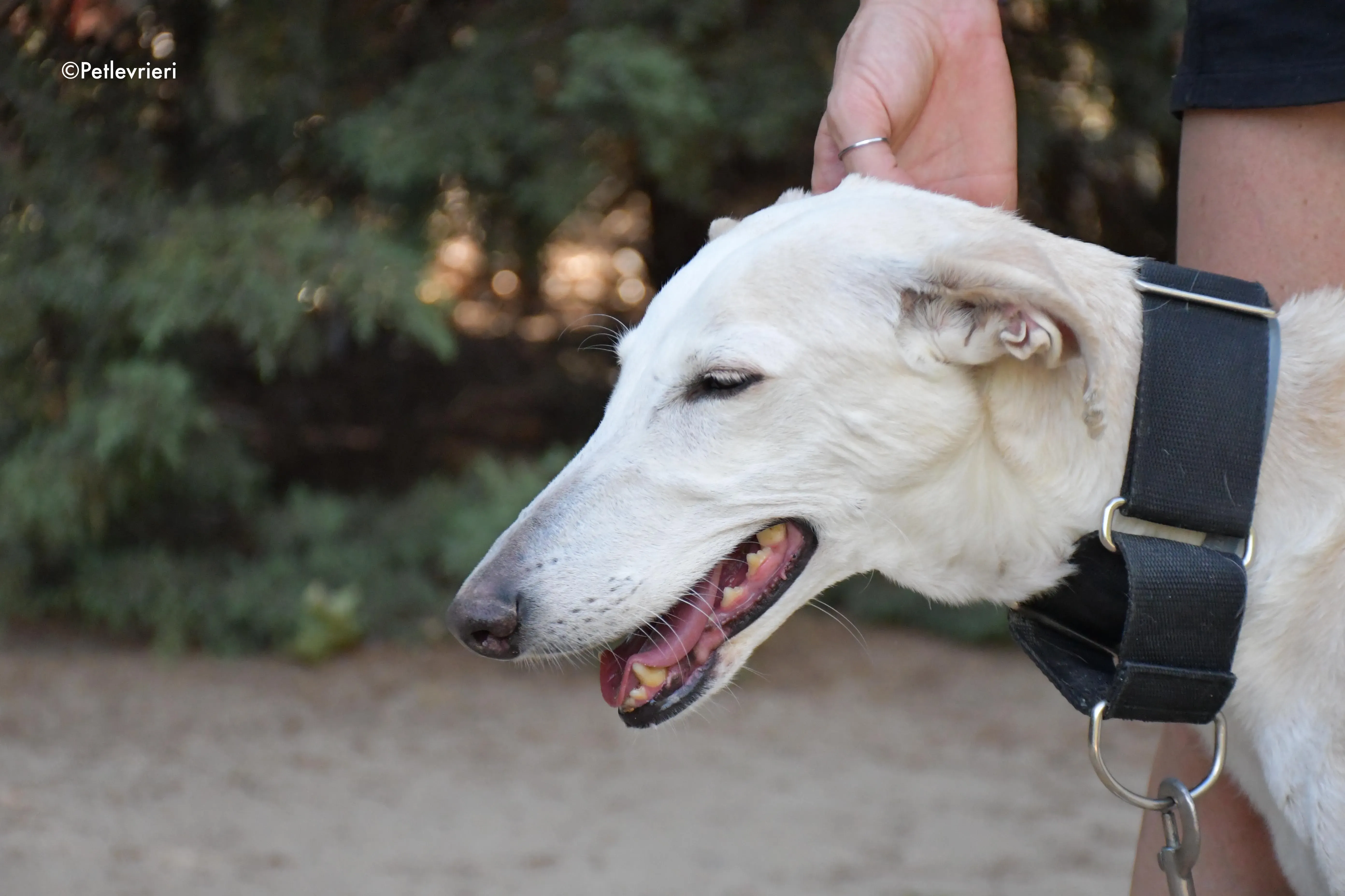 noa adozione levrieri galgo 1