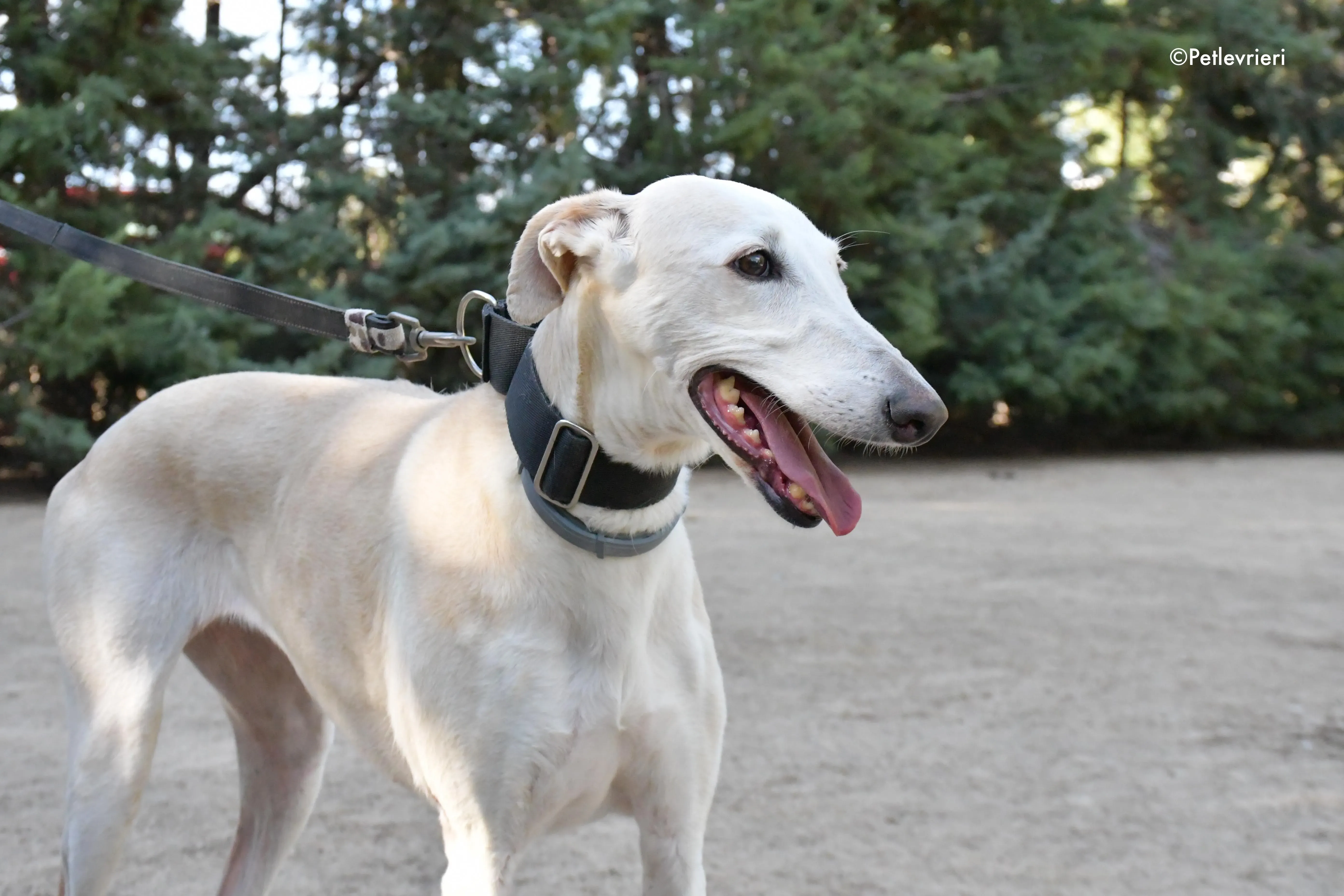 noa adozione levrieri galgo 10