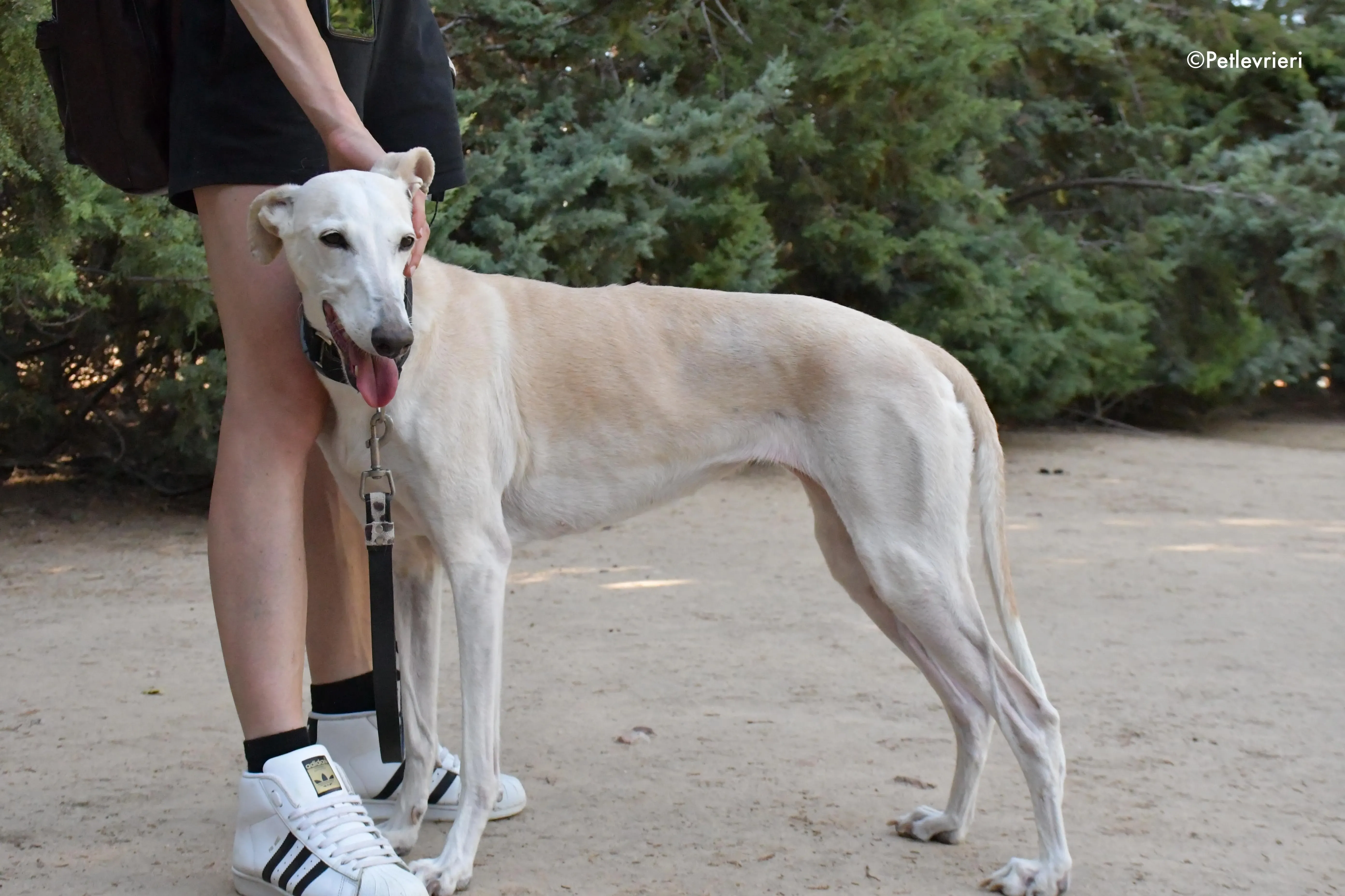 noa adozione levrieri galgo 11