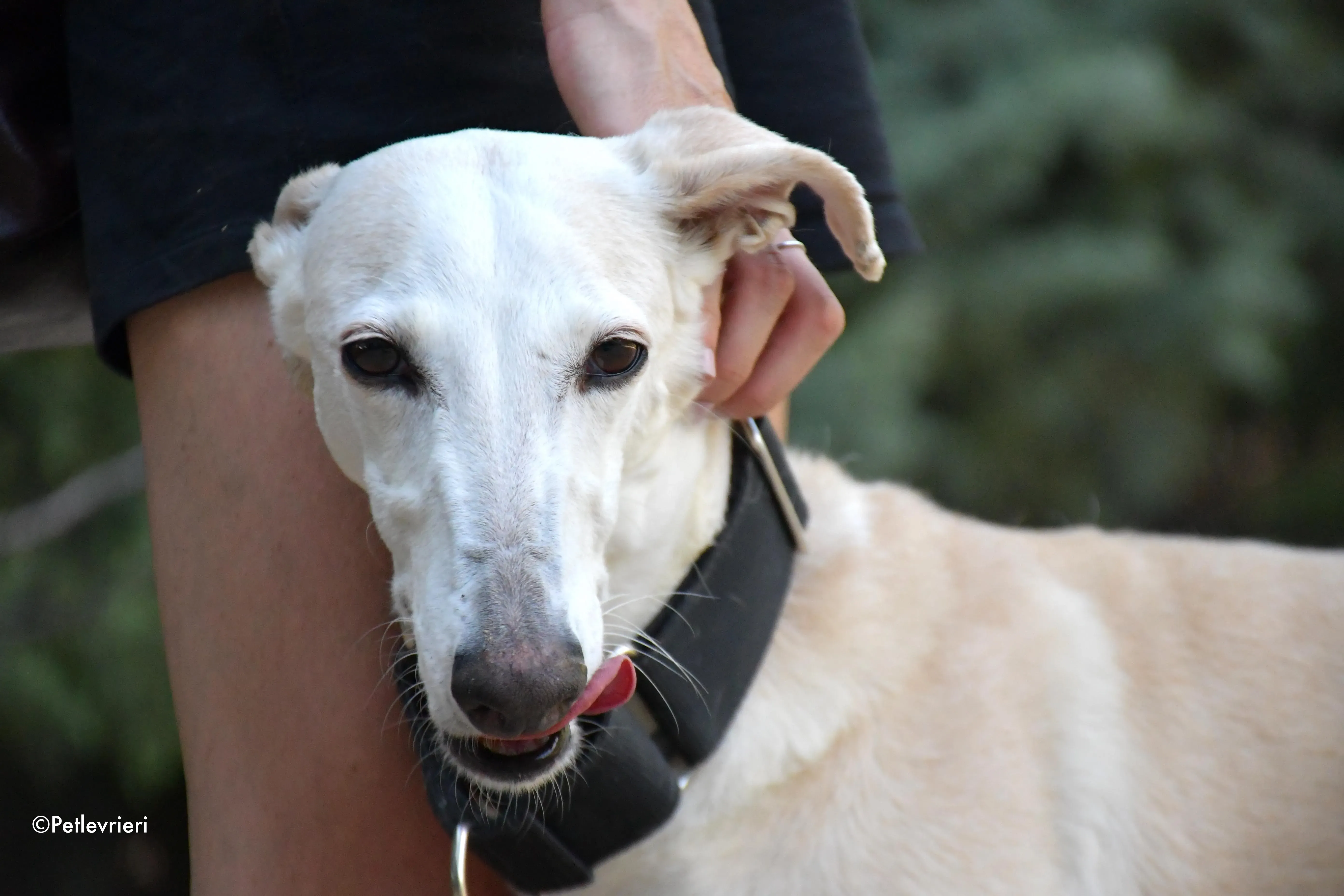 noa adozione levrieri galgo 12