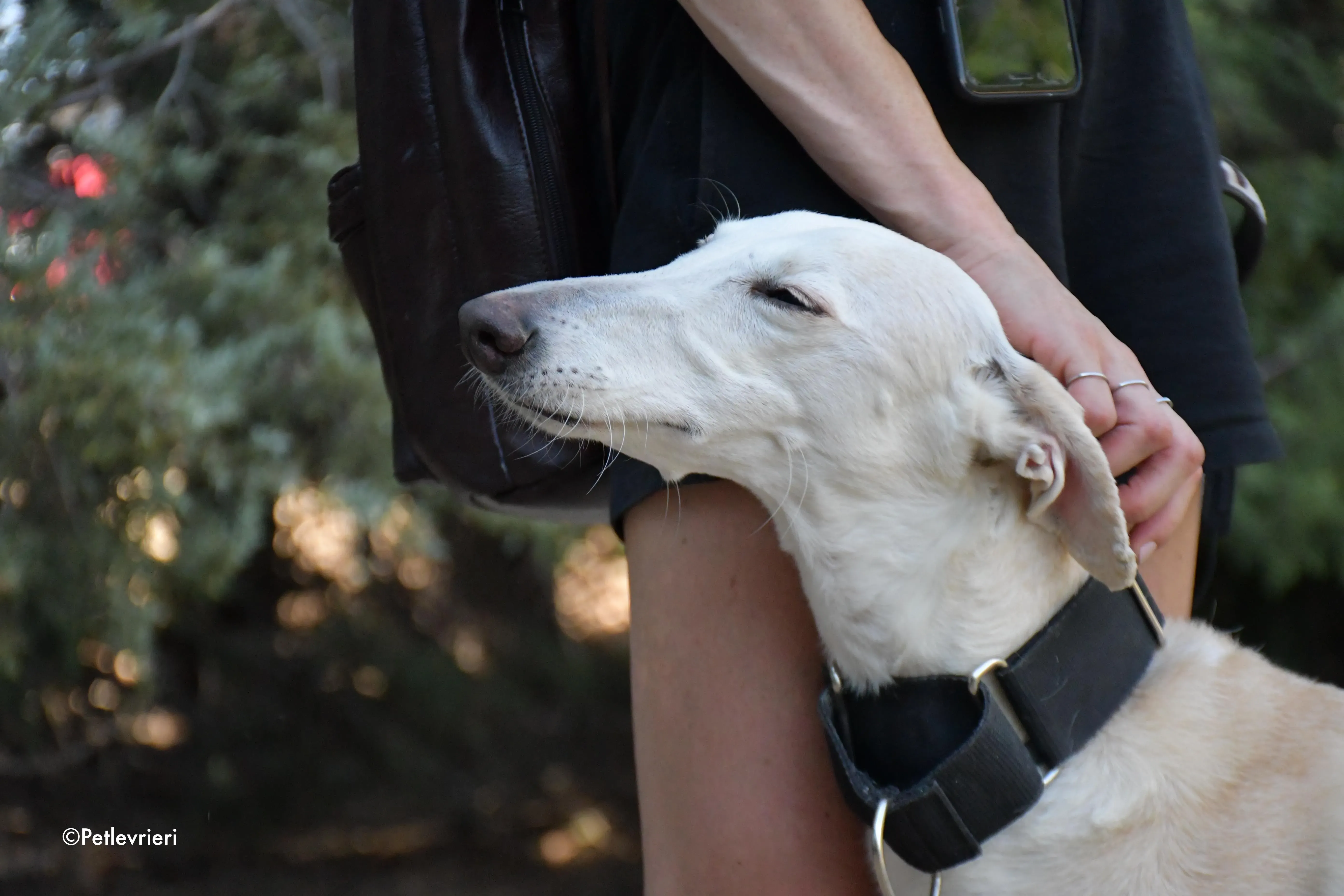 noa adozione levrieri galgo 2