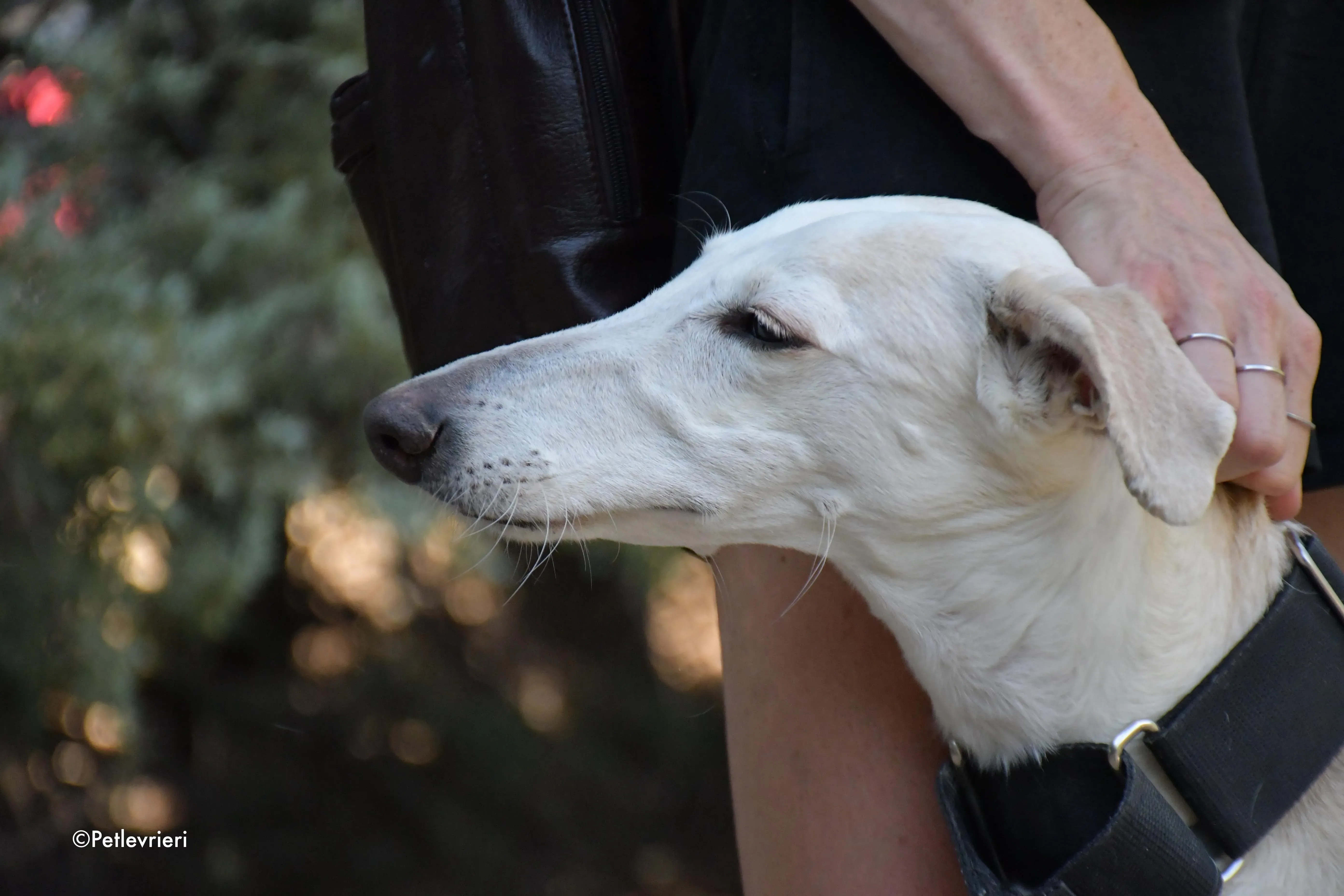 noa adozione levrieri galgo 3