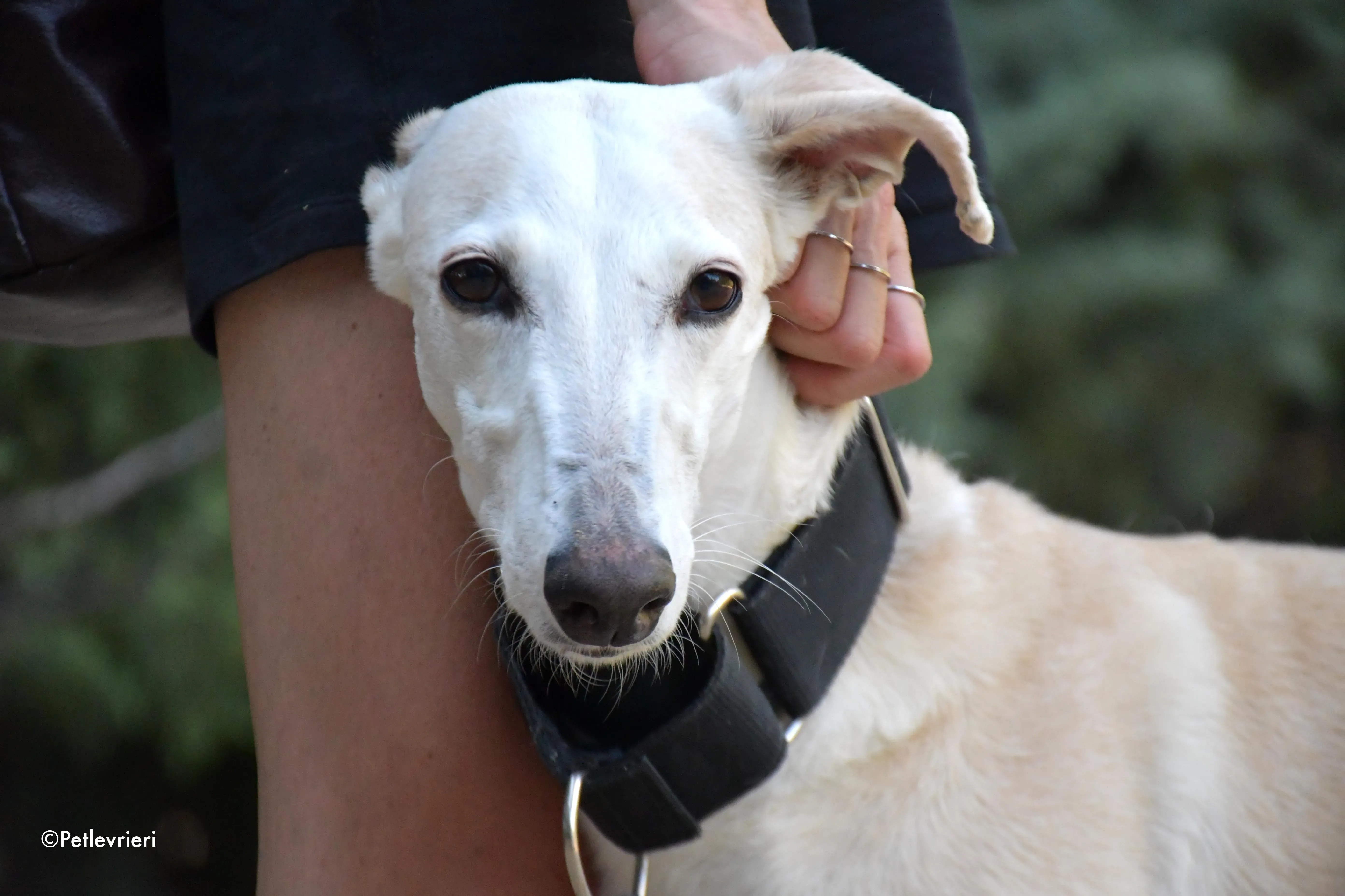 noa adozione levrieri galgo 4