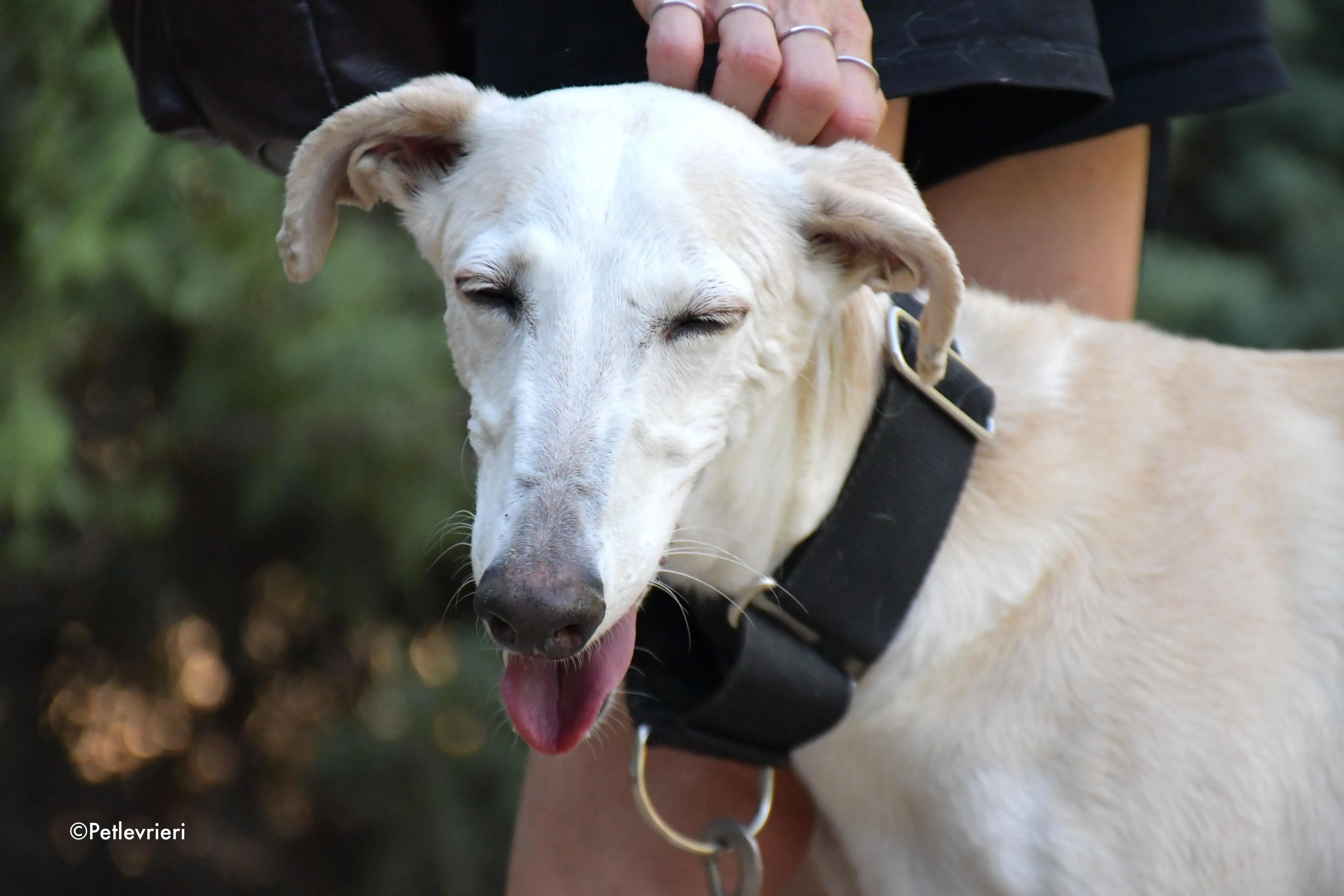 noa adozione levrieri galgo 5