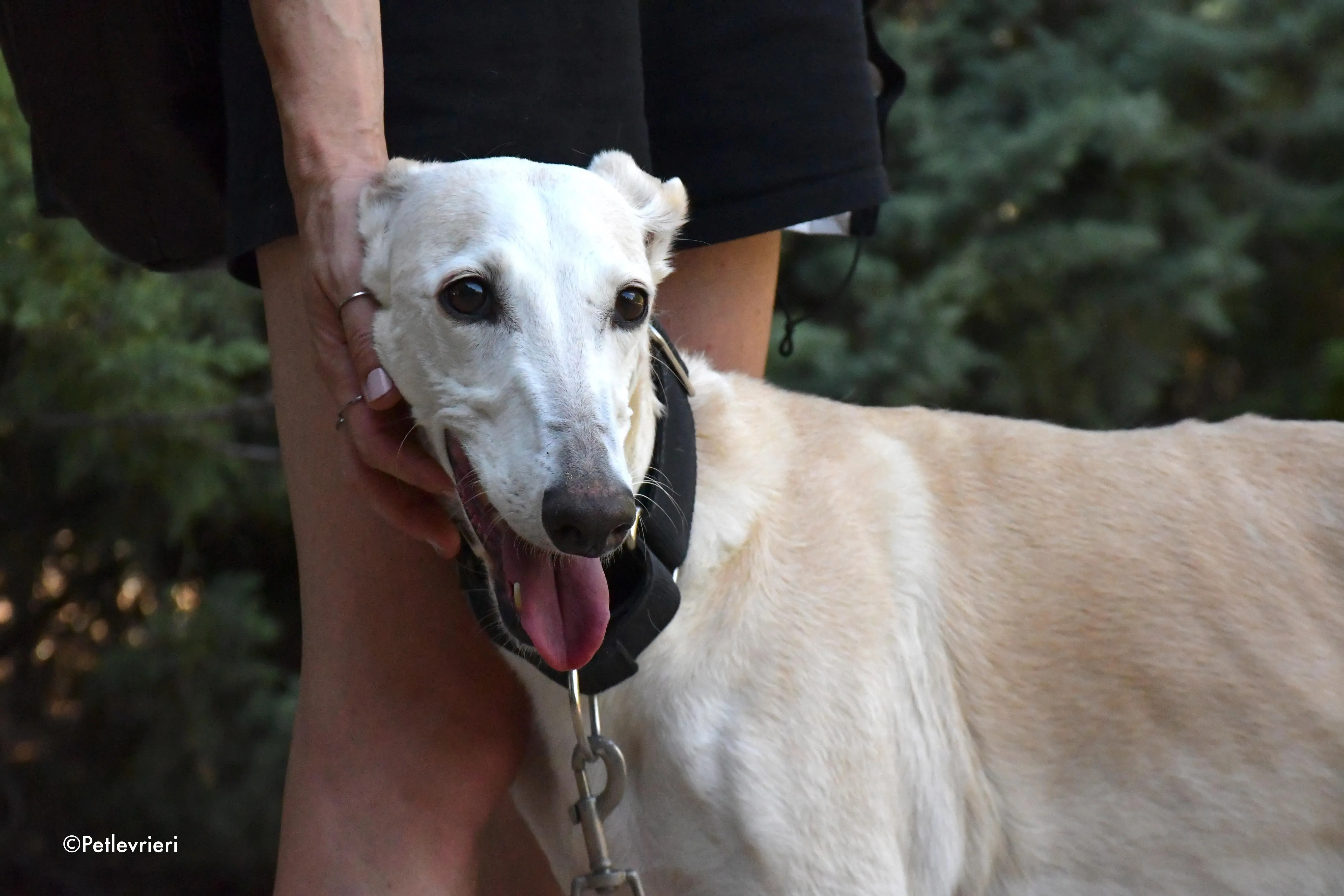 noa adozione levrieri galgo 6