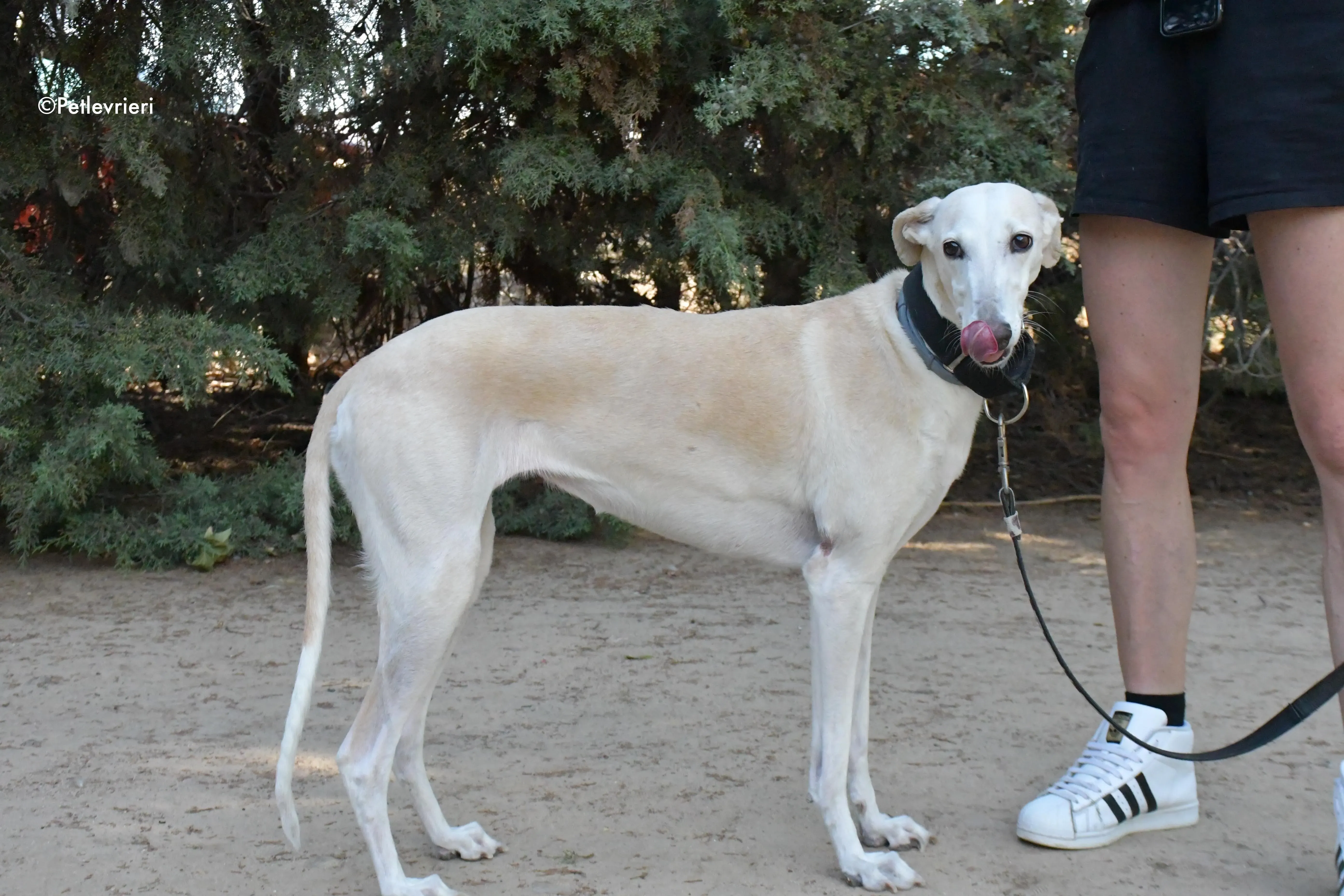 noa adozione levrieri galgo 7