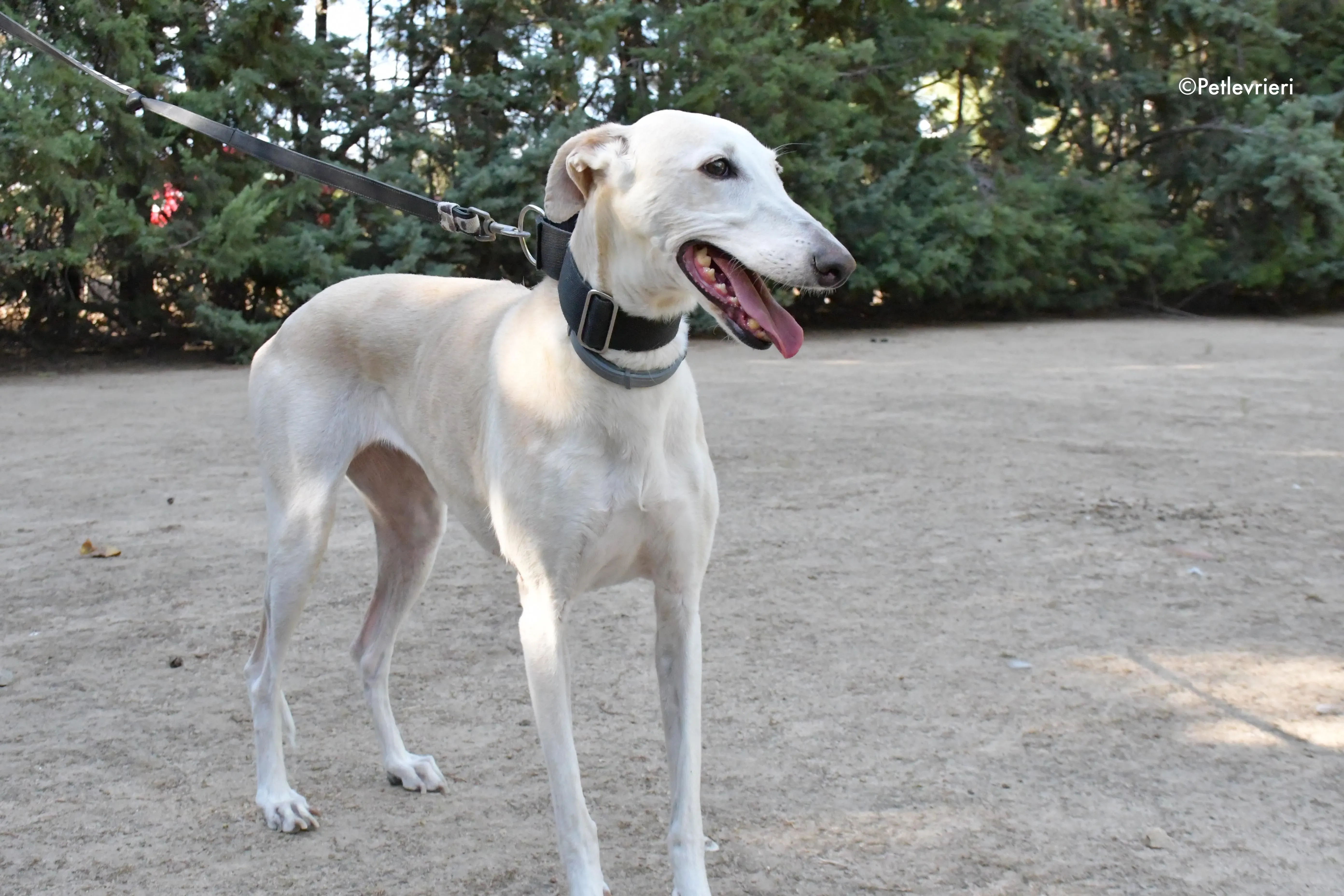 noa adozione levrieri galgo 8