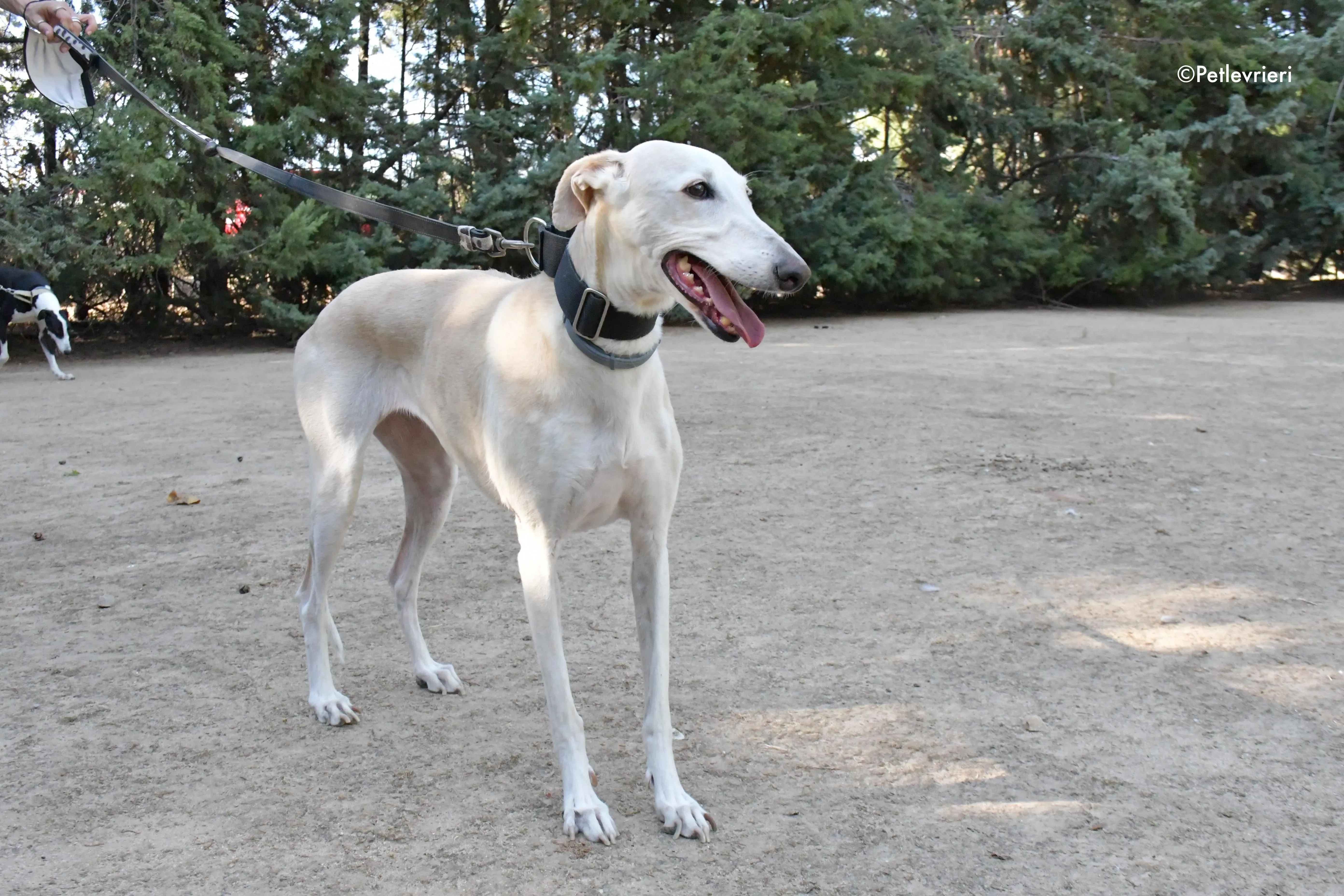 noa adozione levrieri galgo 9