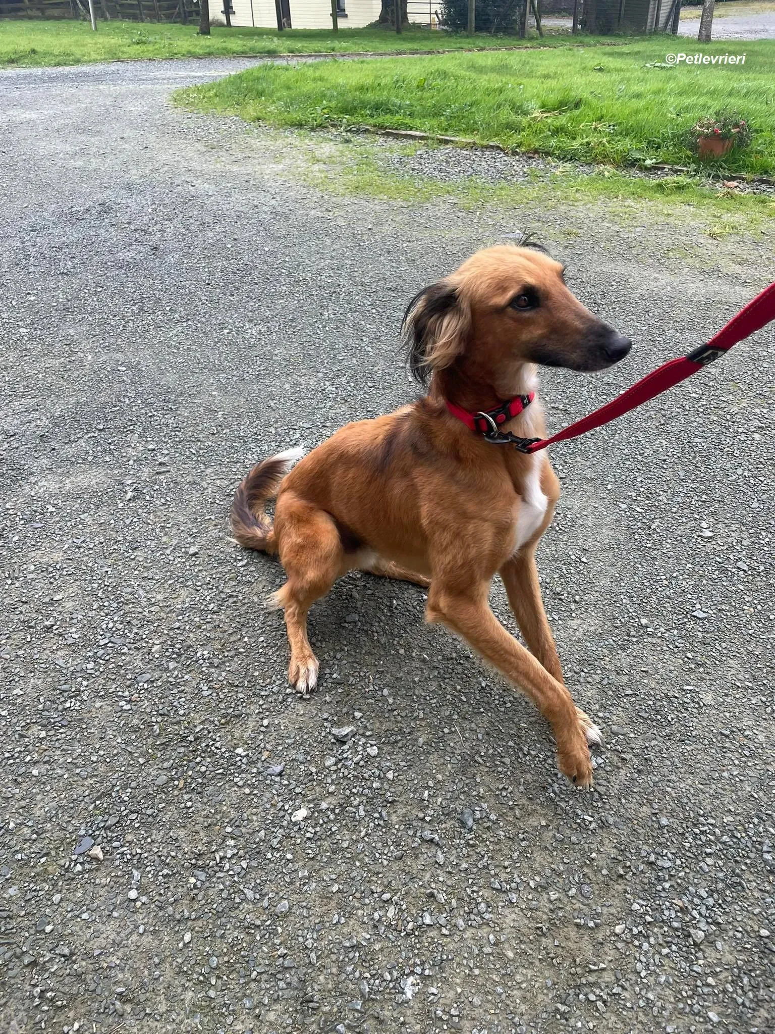 noah adozione levrieri greyhound 2