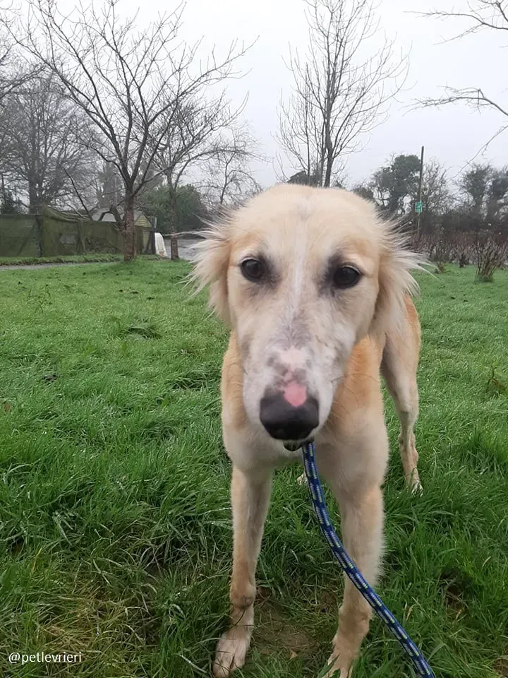 noah adozione lurcher 2