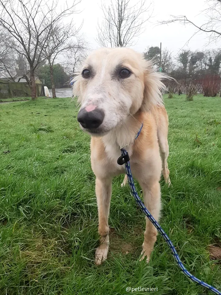 noah adozione lurcher 3