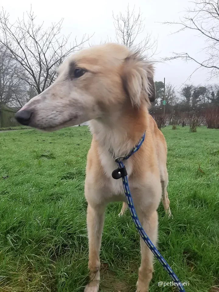 noah adozione lurcher 4