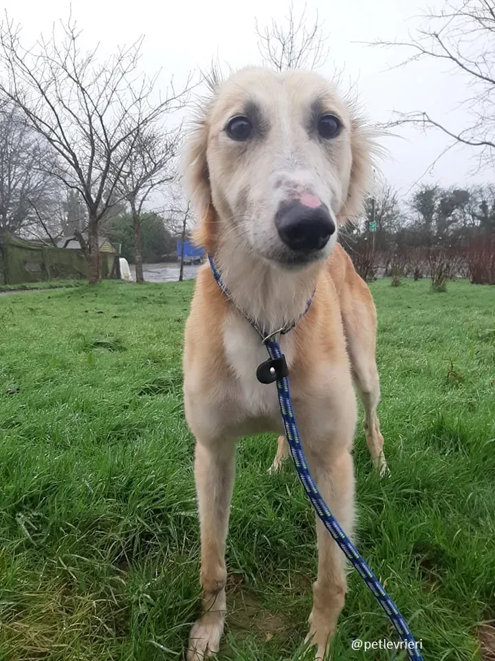 noah adozione lurcher 5