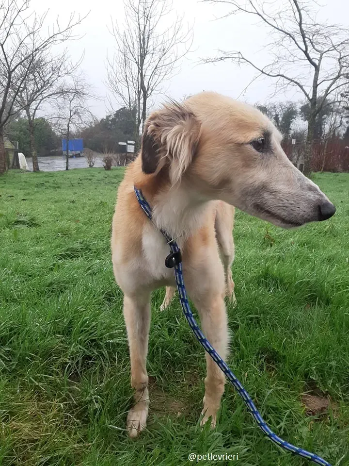 noah adozione lurcher 6