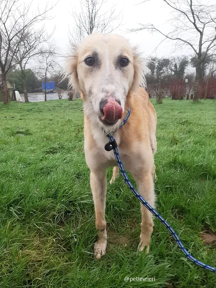 noah adozione lurcher 7