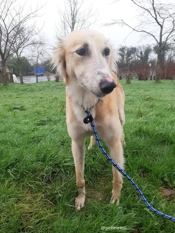 noah adozione lurcher 8