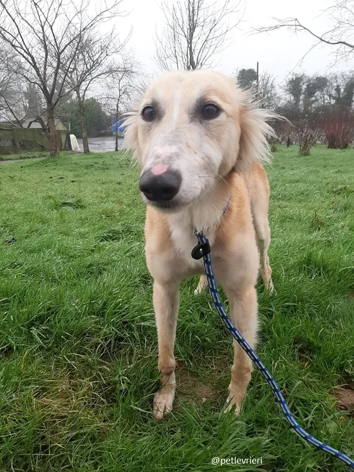 noah adozione lurcher 9