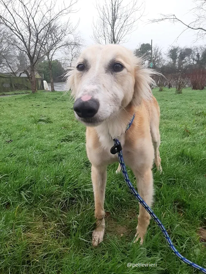 noah adozione lurcher
