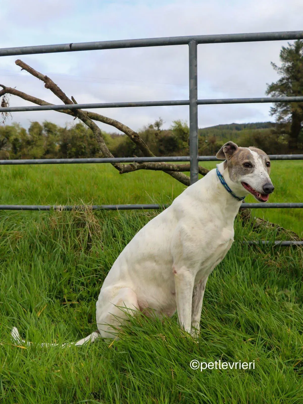 noelle adozione greyhound petlevrieri 01