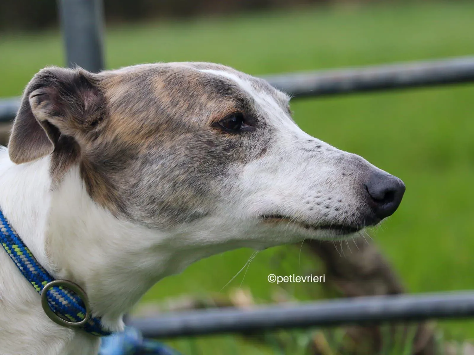 noelle adozione greyhound petlevrieri 02