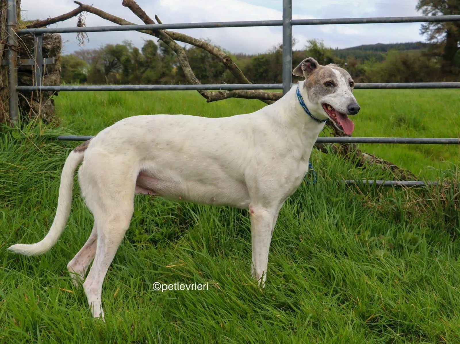 noelle adozione greyhound petlevrieri 03