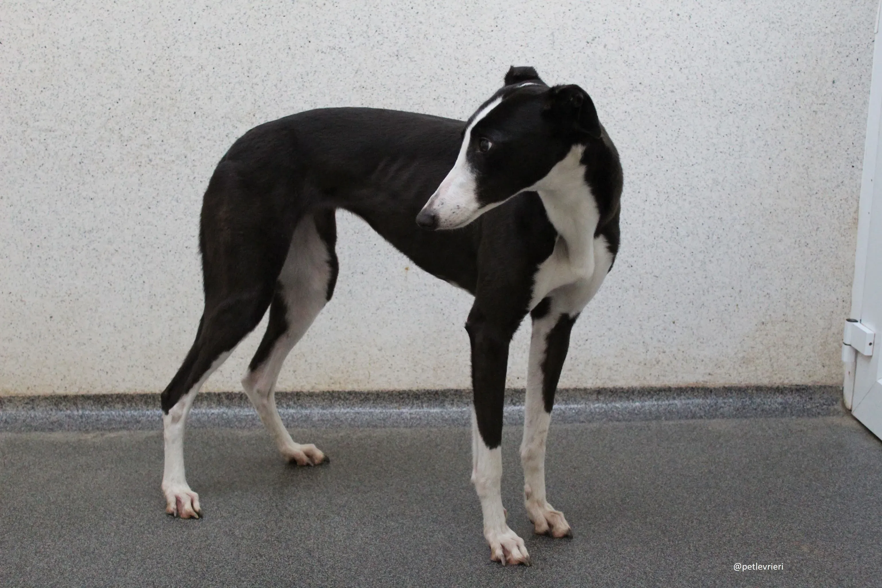 nora adozione greyhound 2