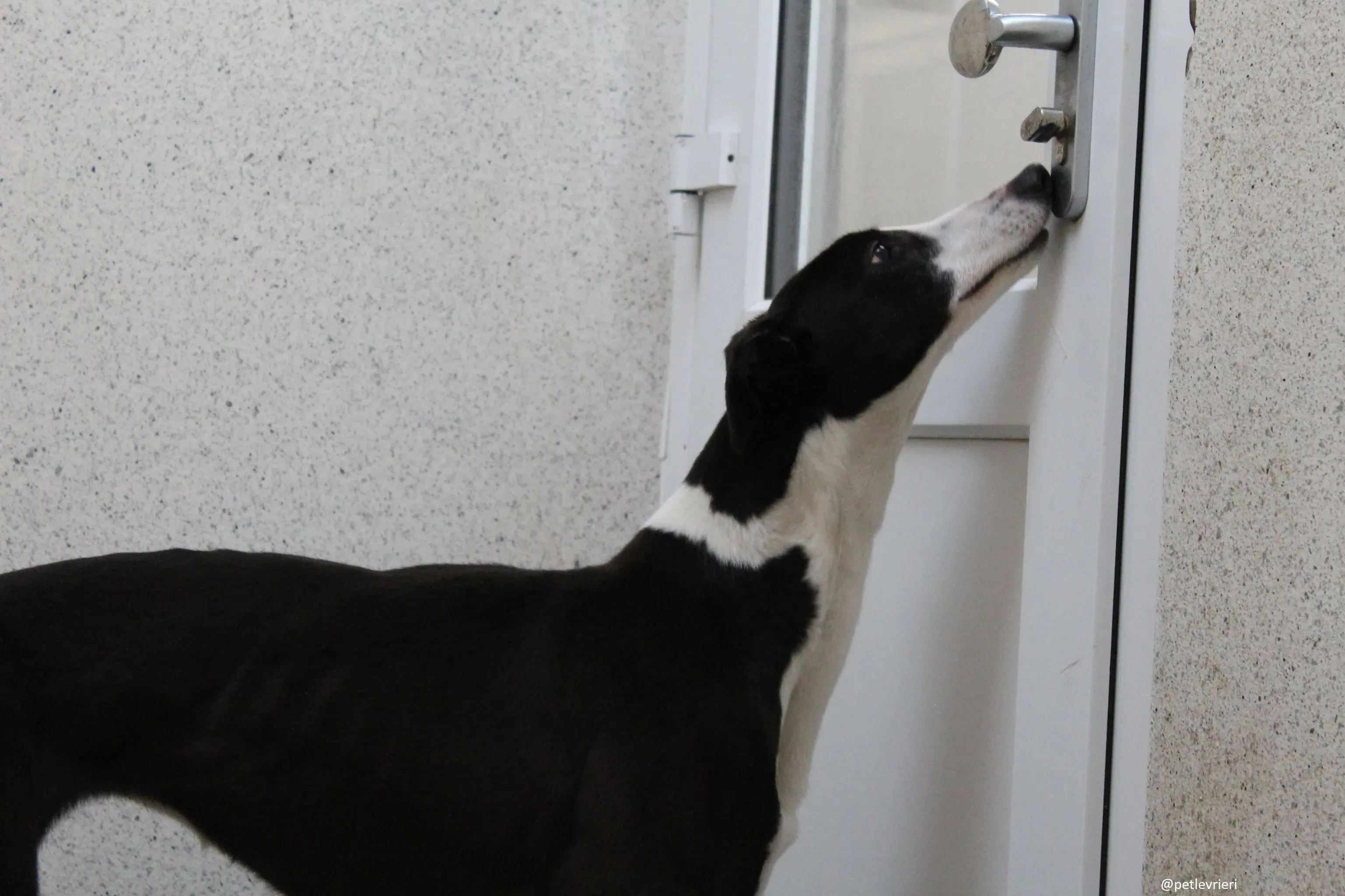 nora adozione greyhound 3