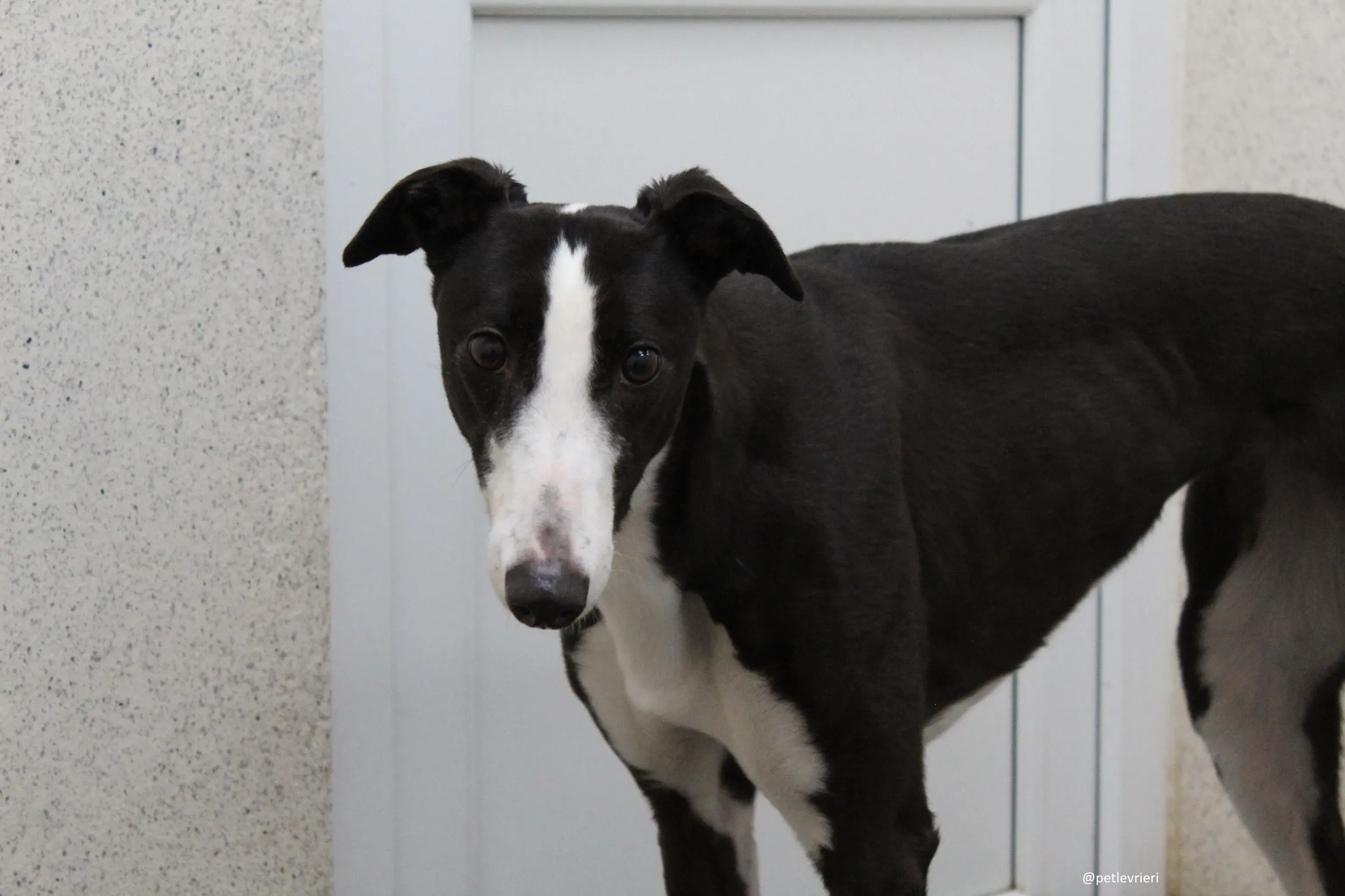 nora adozione greyhound 4