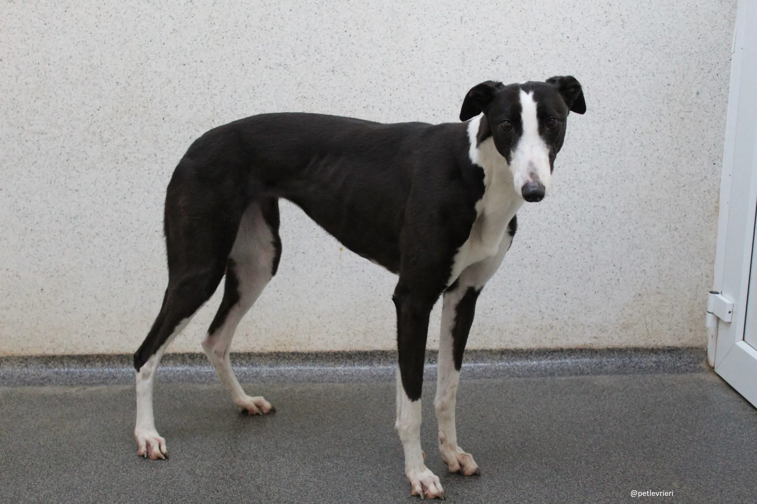 nora adozione greyhound 7
