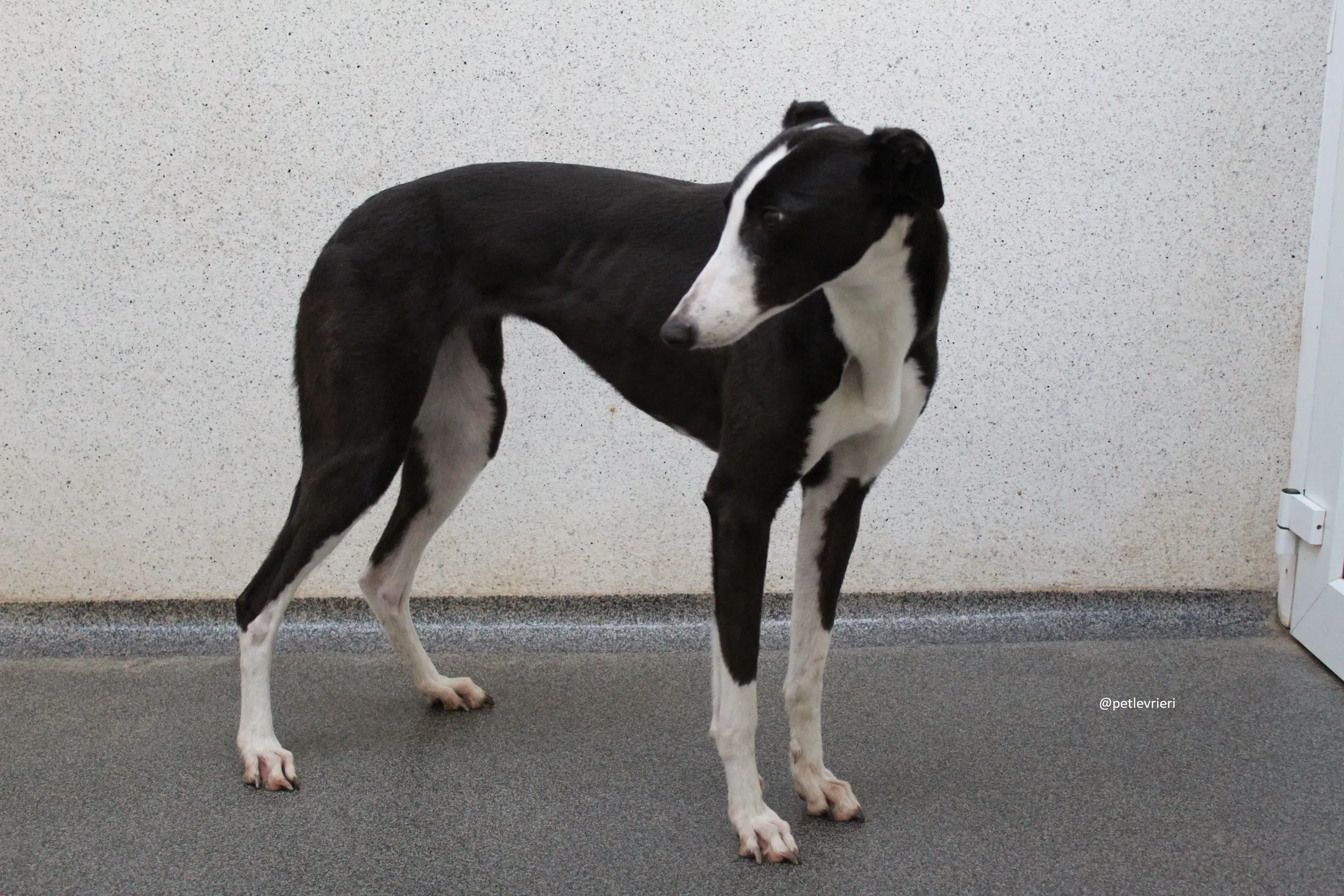 nora adozione greyhound 8
