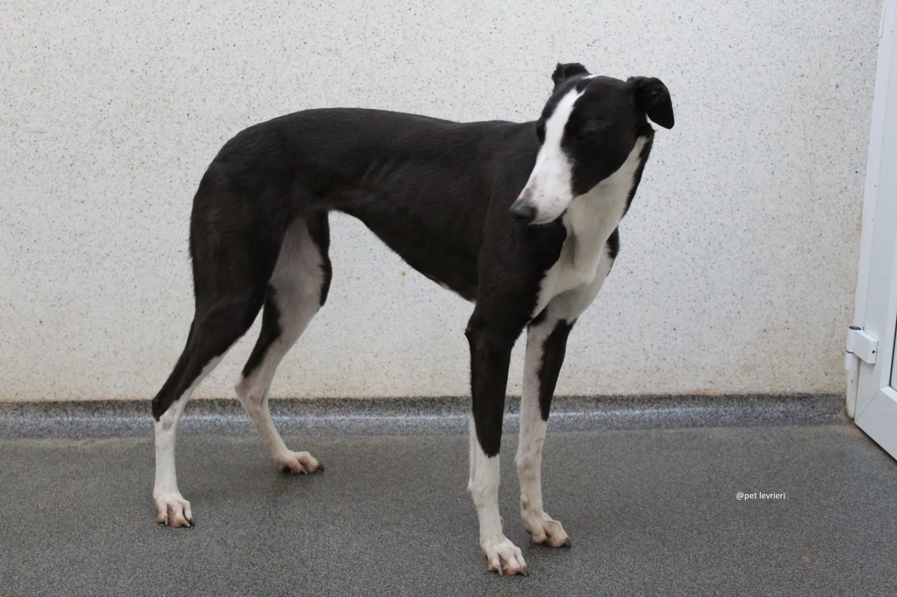 nora adozione greyhound