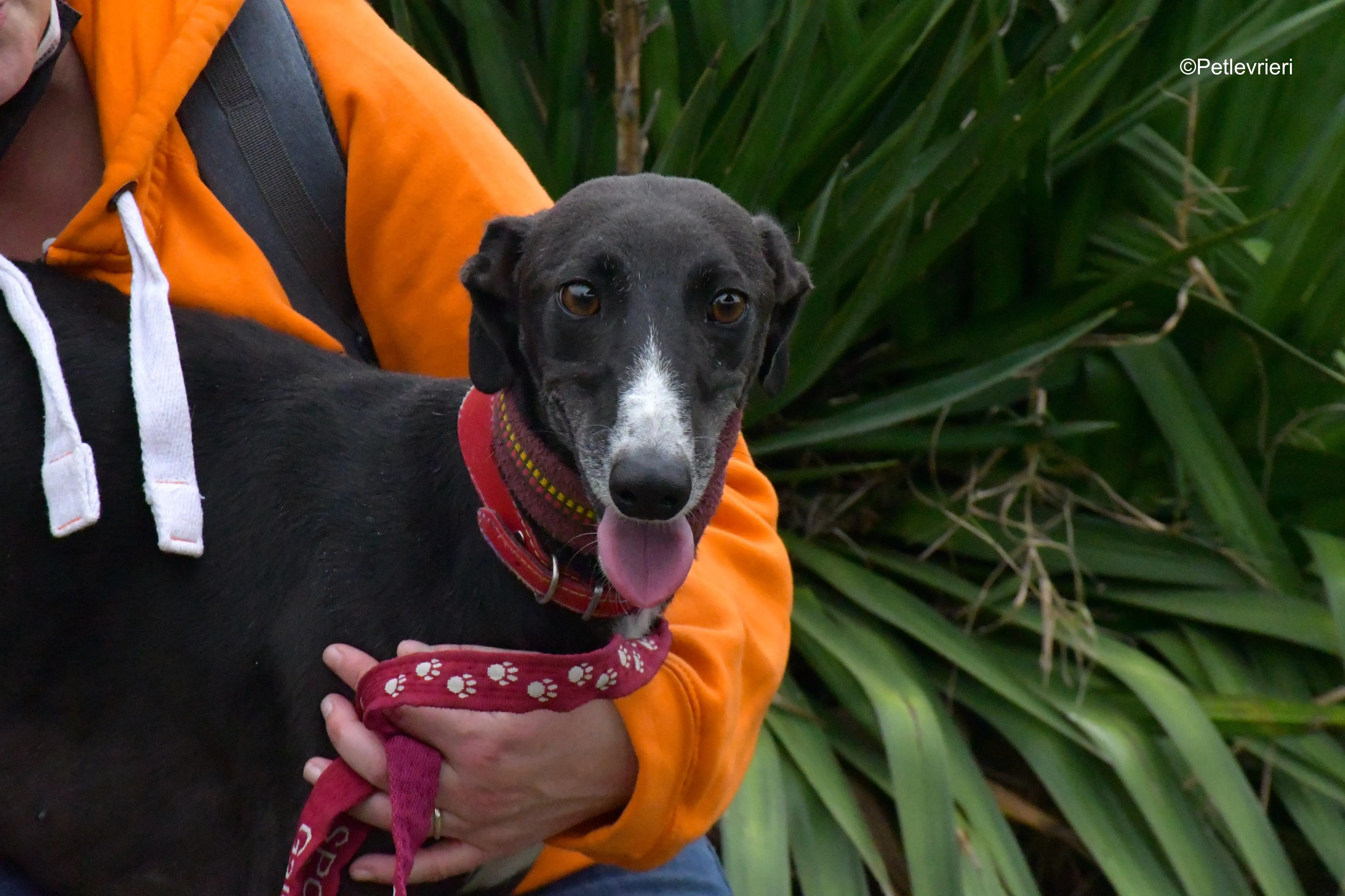 nora adozione levrieri galgo 1