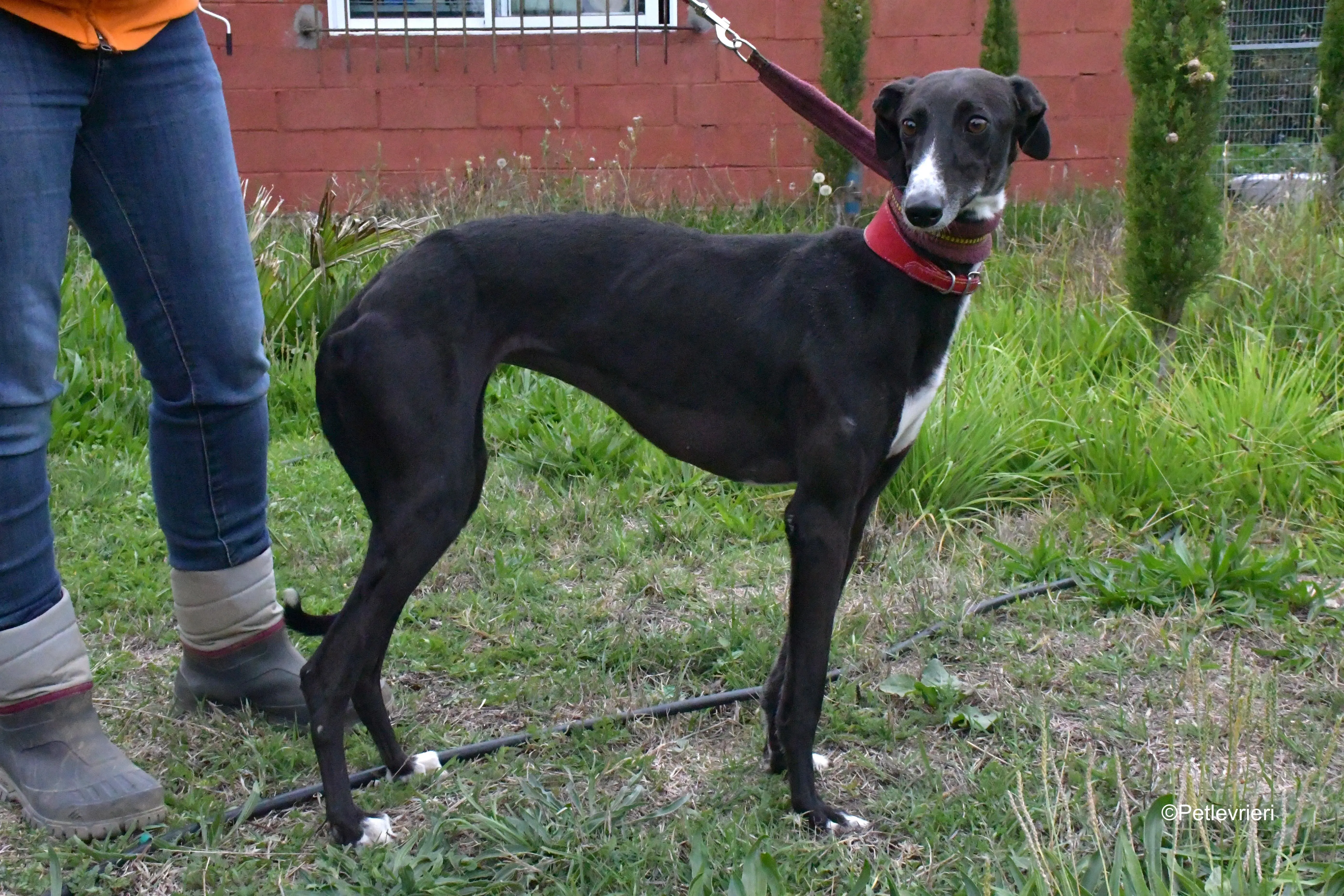 nora adozione levrieri galgo 10