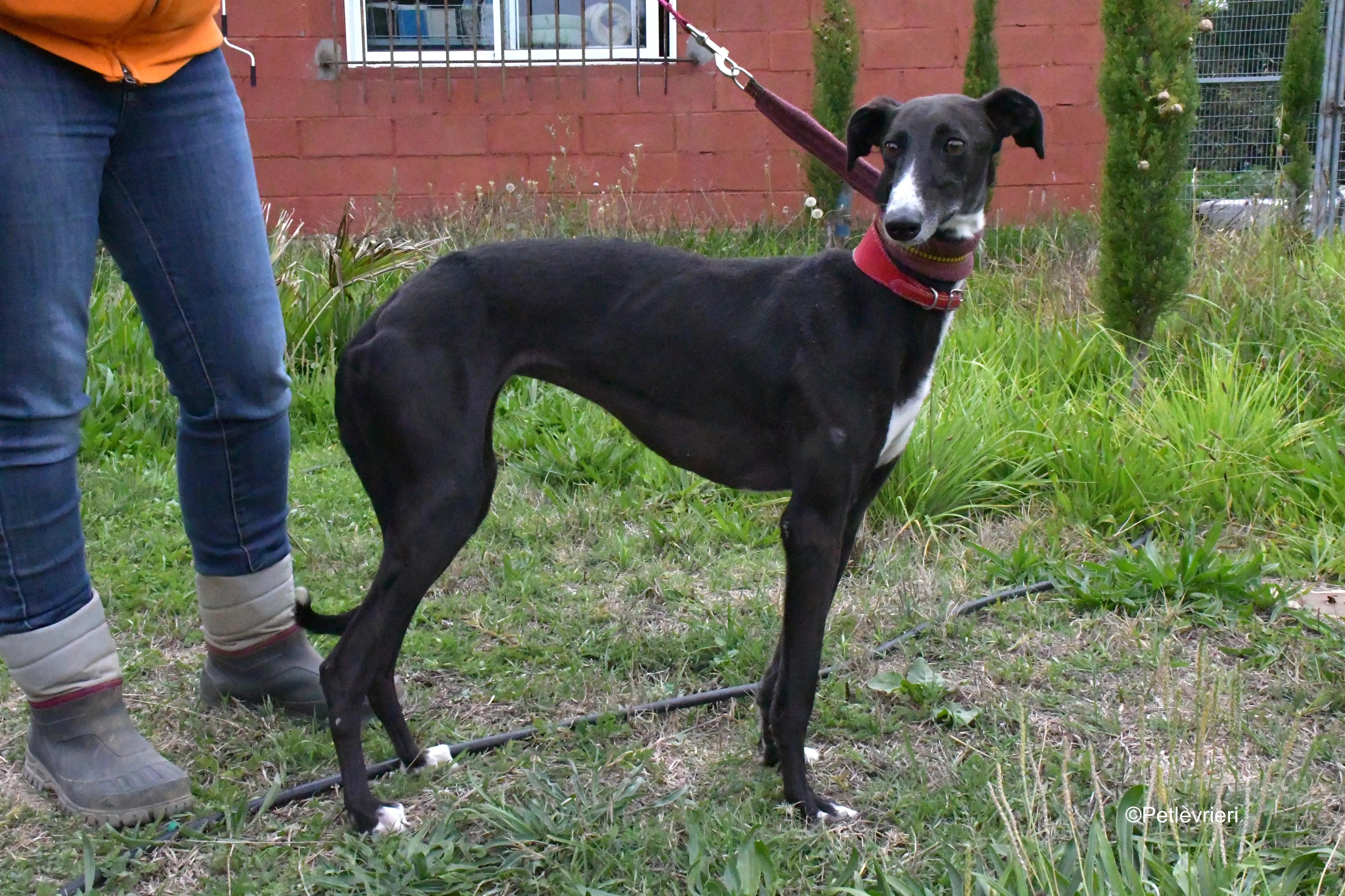 nora adozione levrieri galgo 11