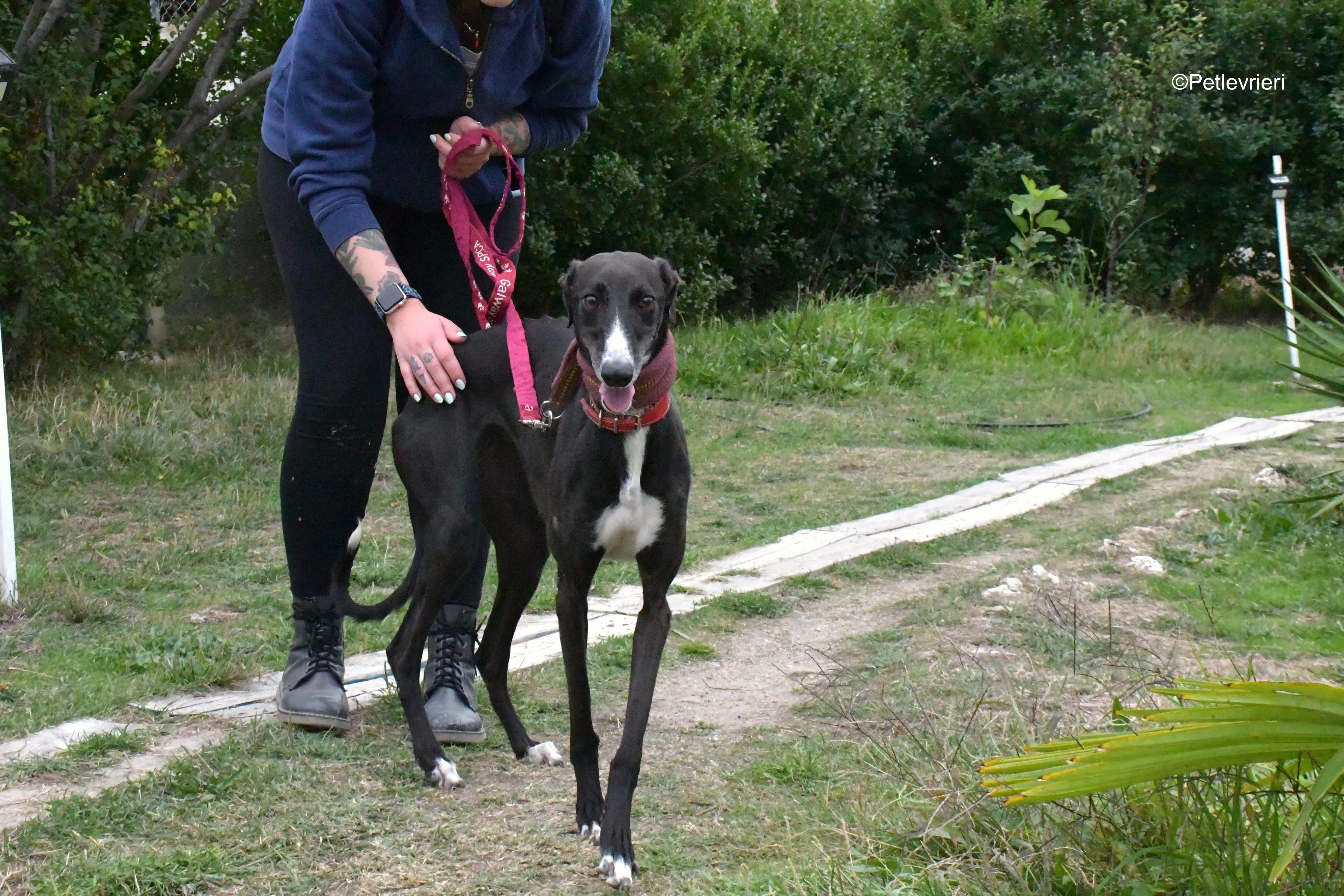 nora adozione levrieri galgo 12