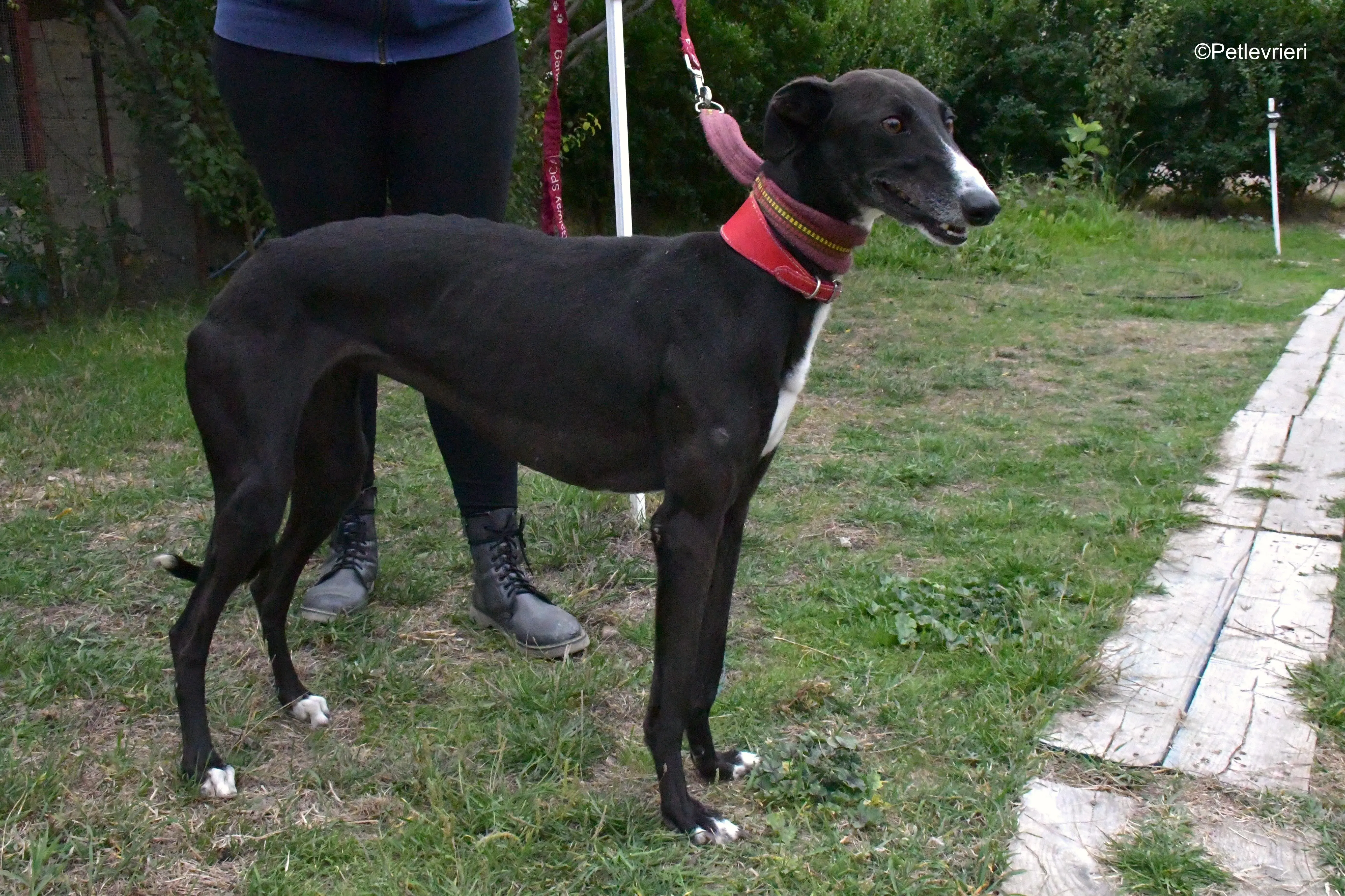 nora adozione levrieri galgo 13