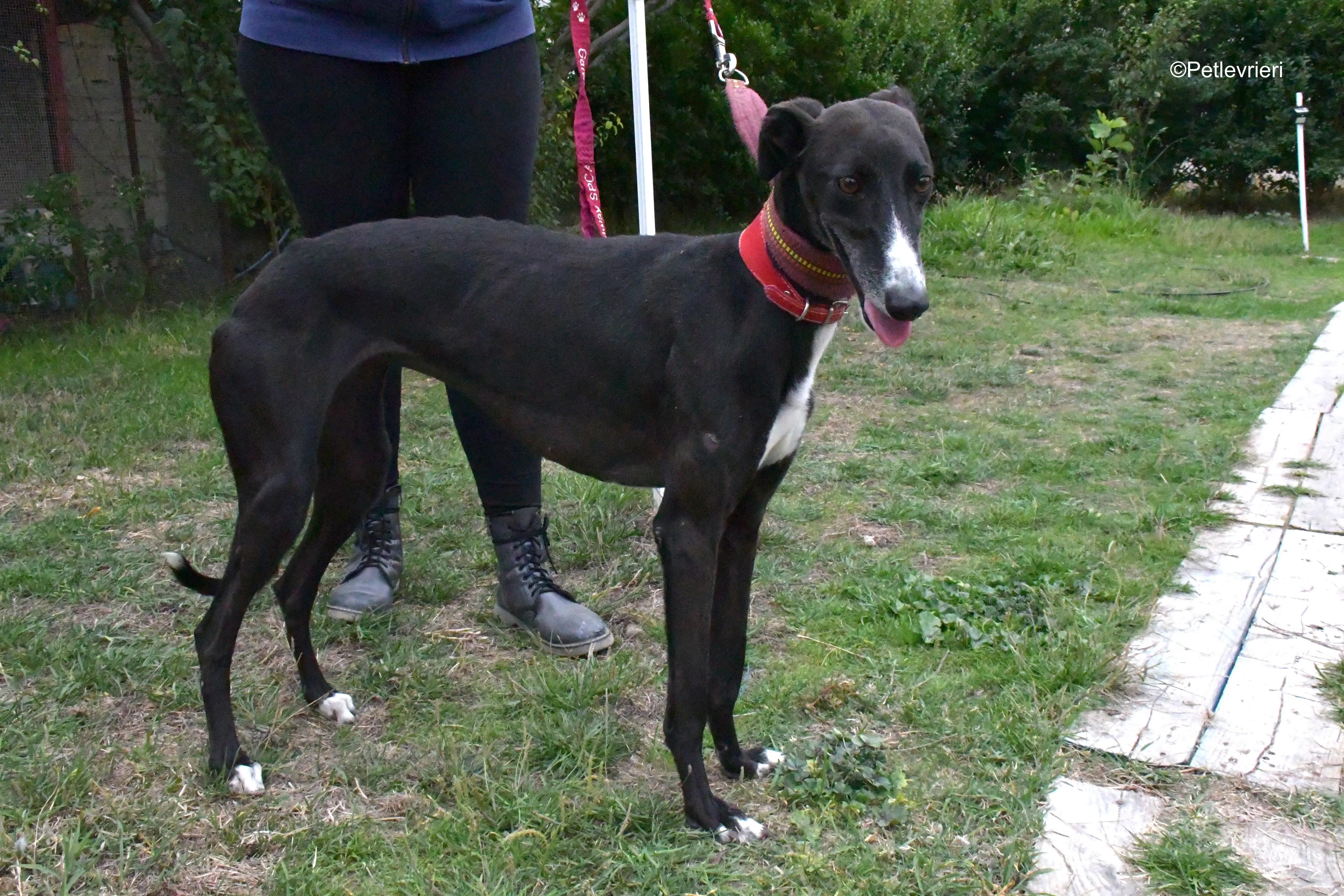 nora adozione levrieri galgo 14