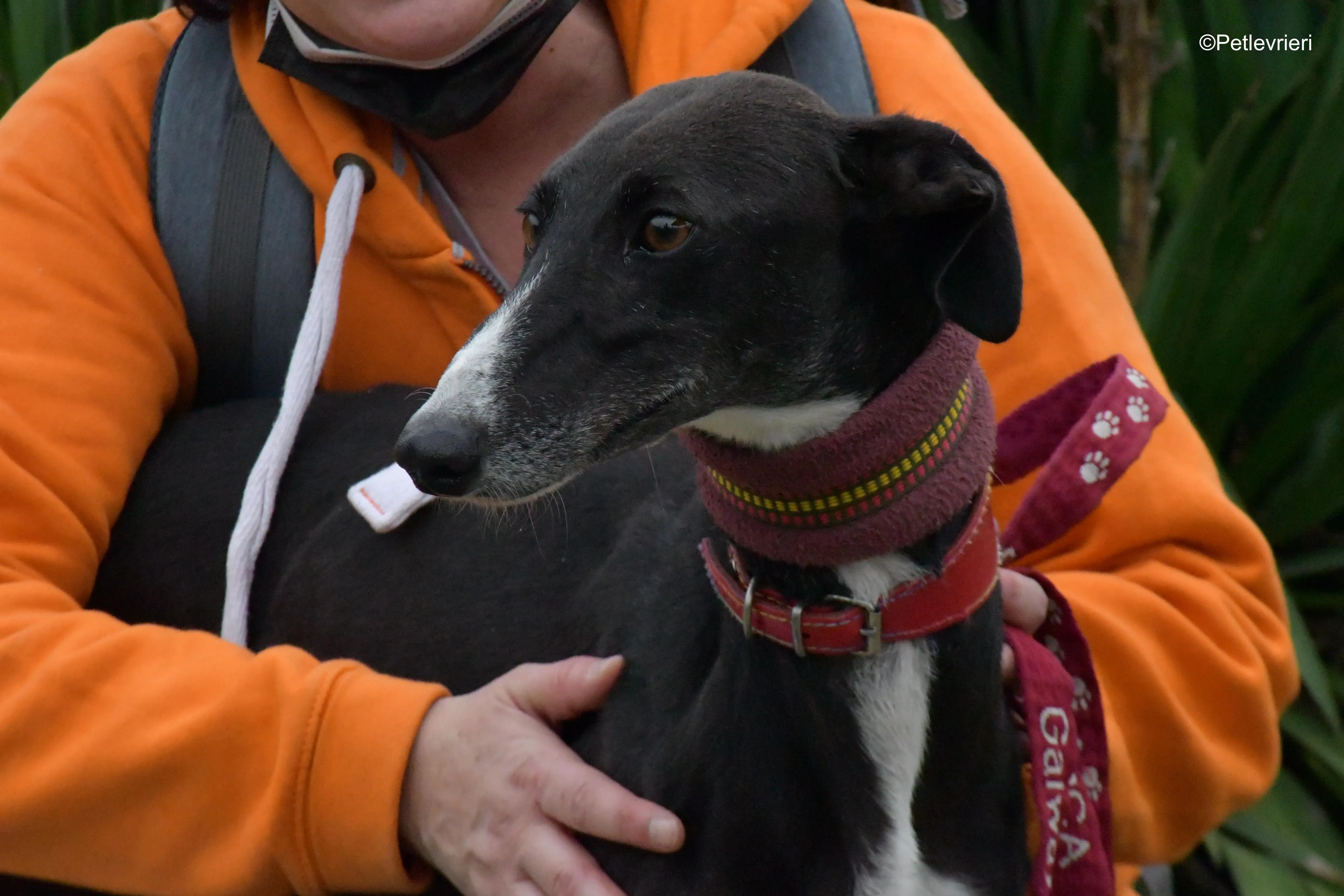 nora adozione levrieri galgo 2