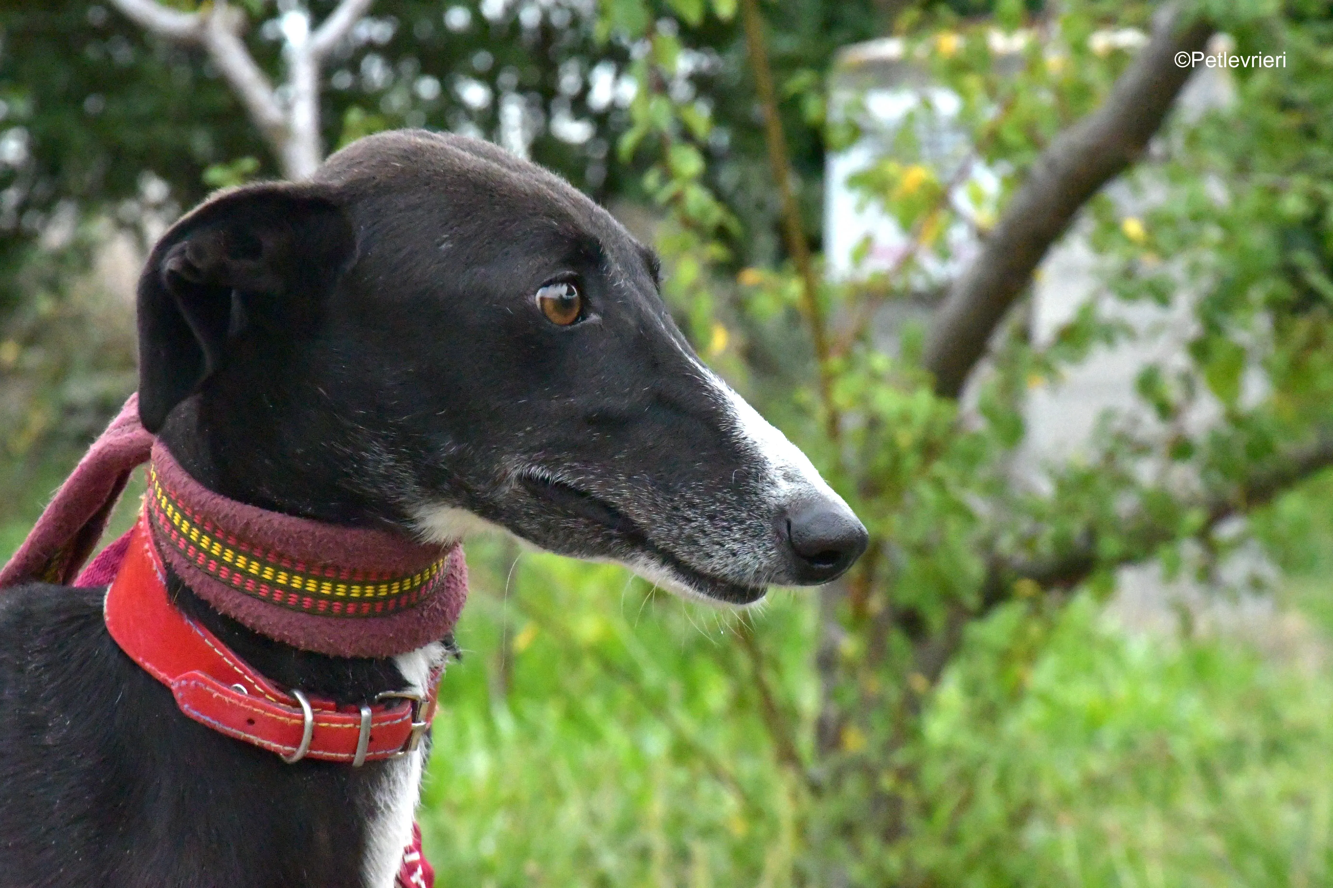 nora adozione levrieri galgo 3