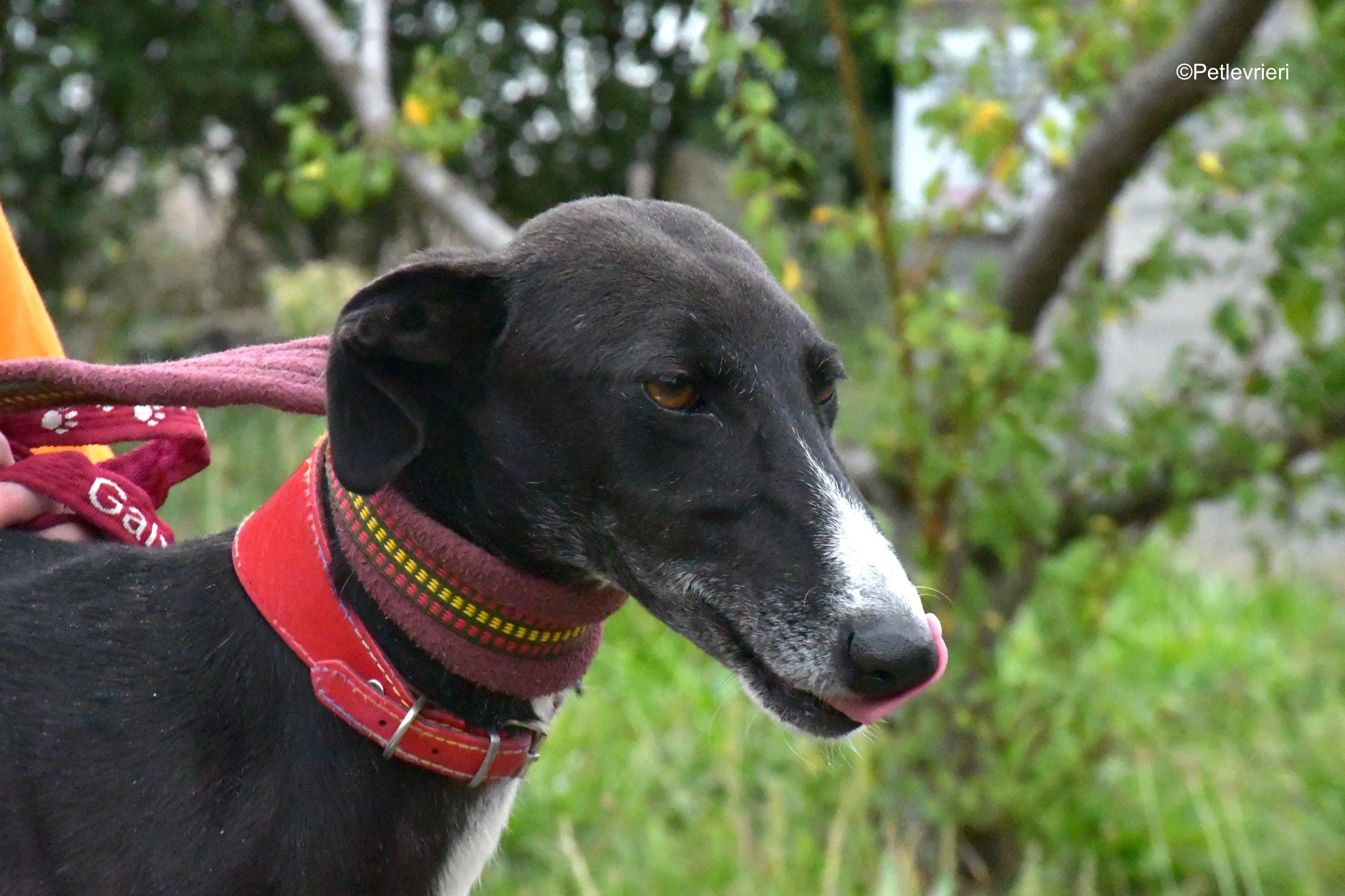 nora adozione levrieri galgo 4