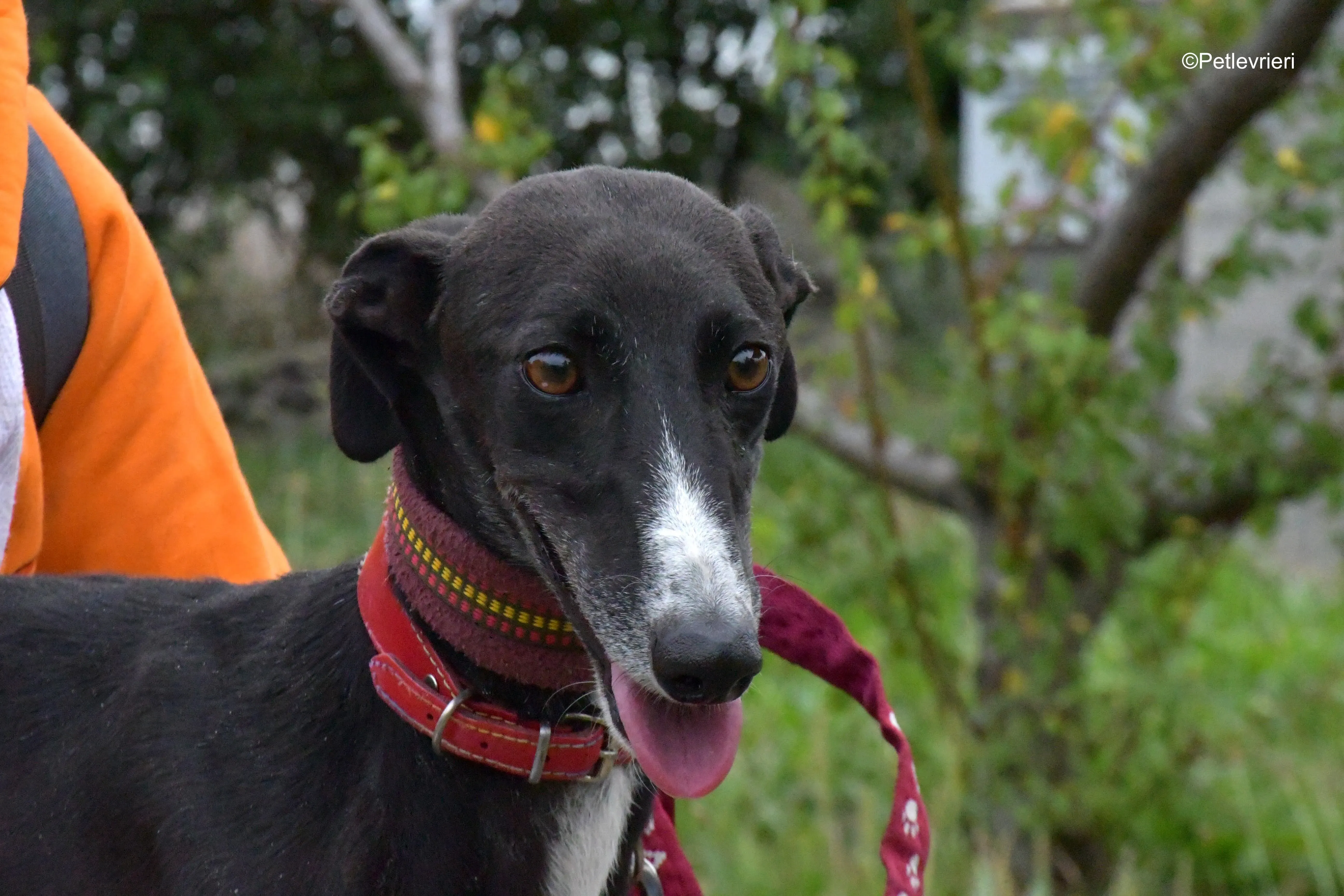 nora adozione levrieri galgo 5