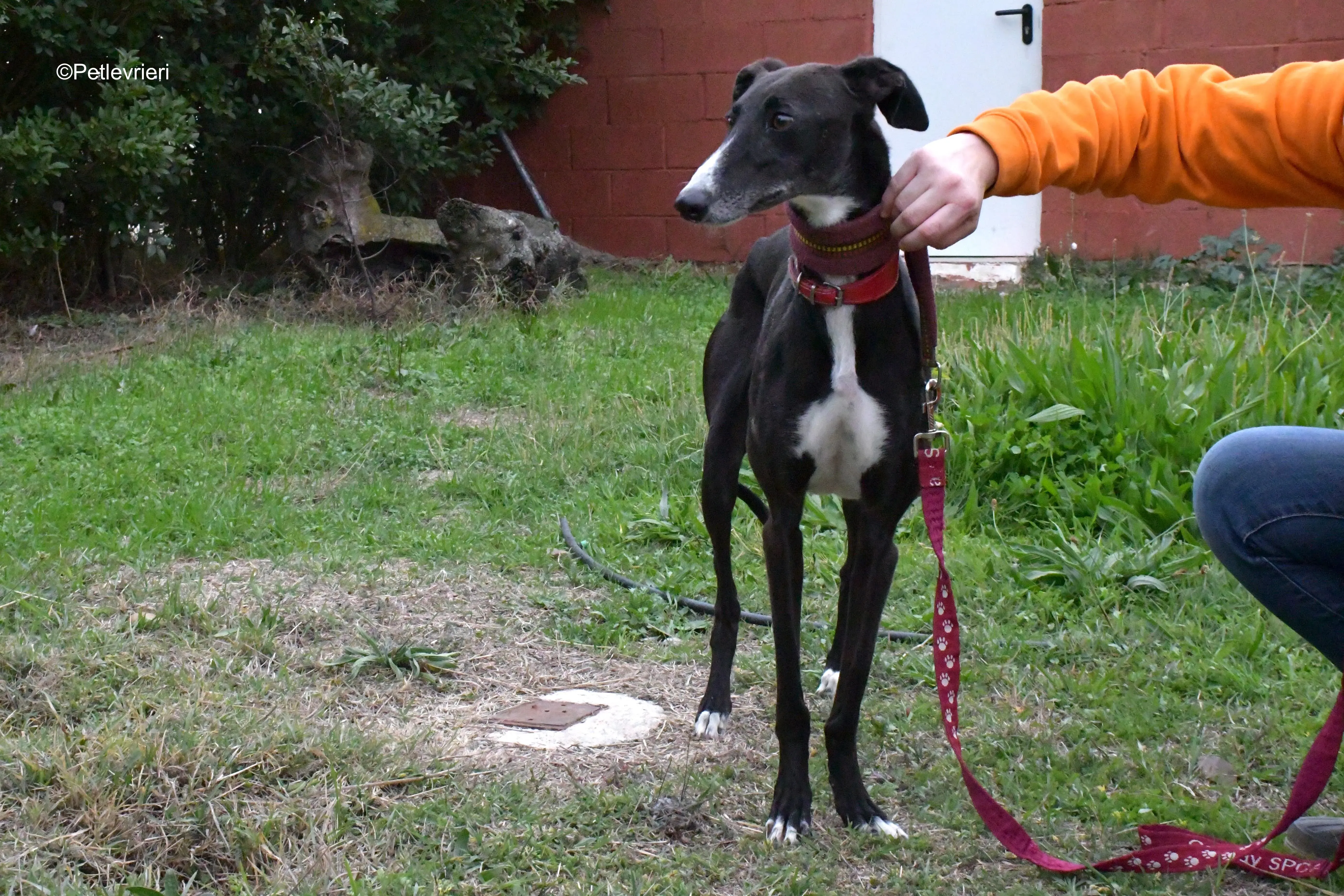 nora adozione levrieri galgo 6