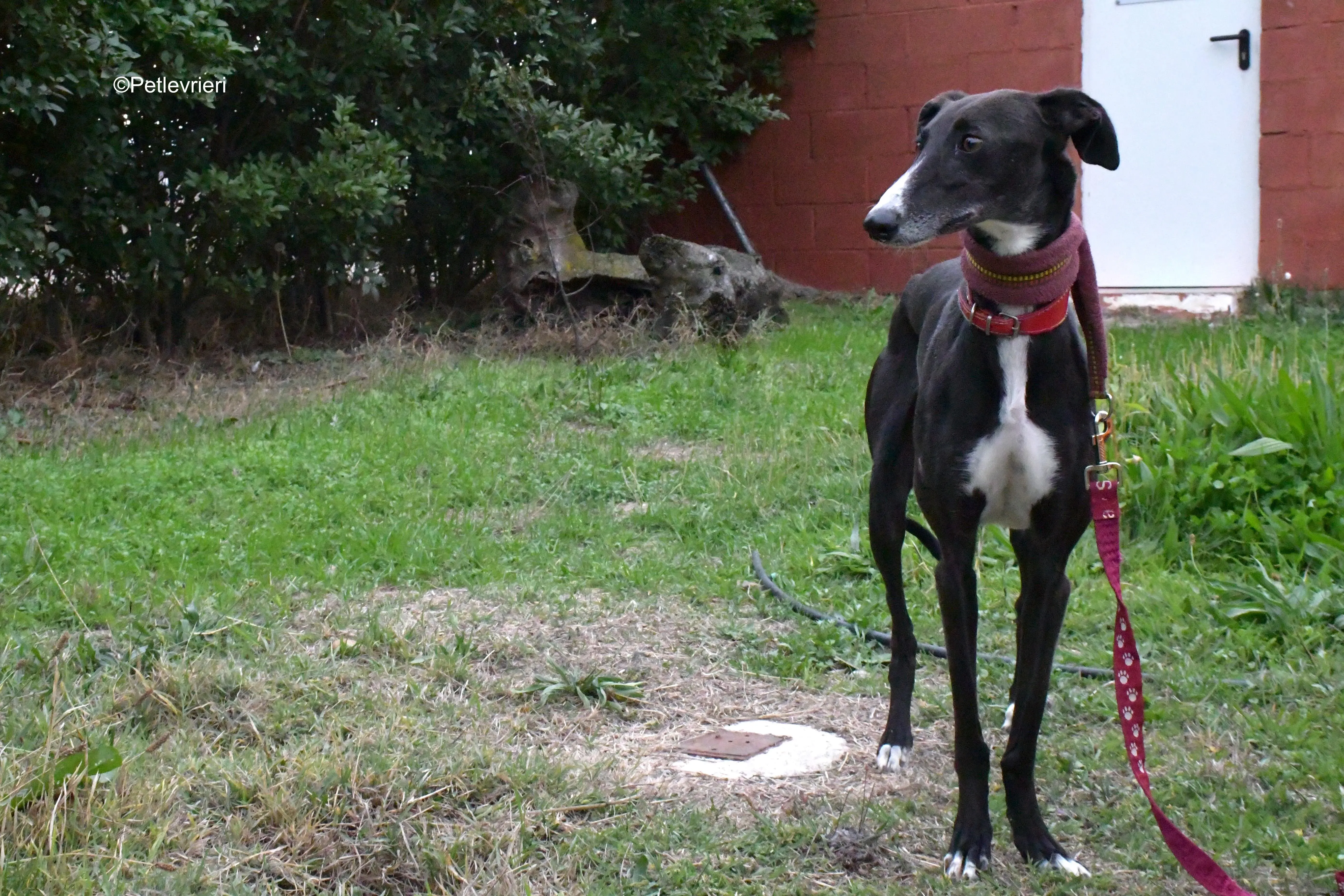 nora adozione levrieri galgo 7