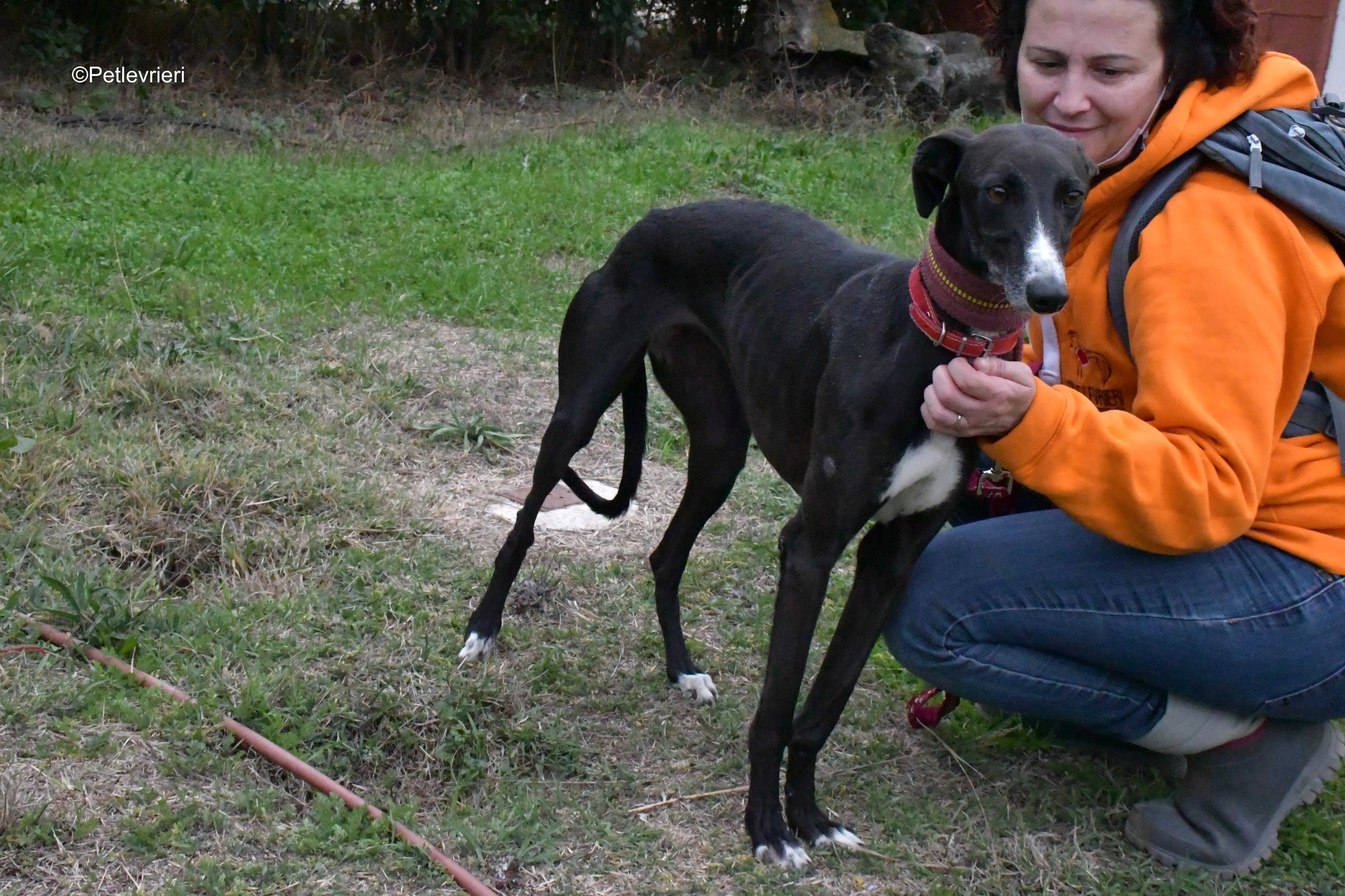 nora adozione levrieri galgo 8